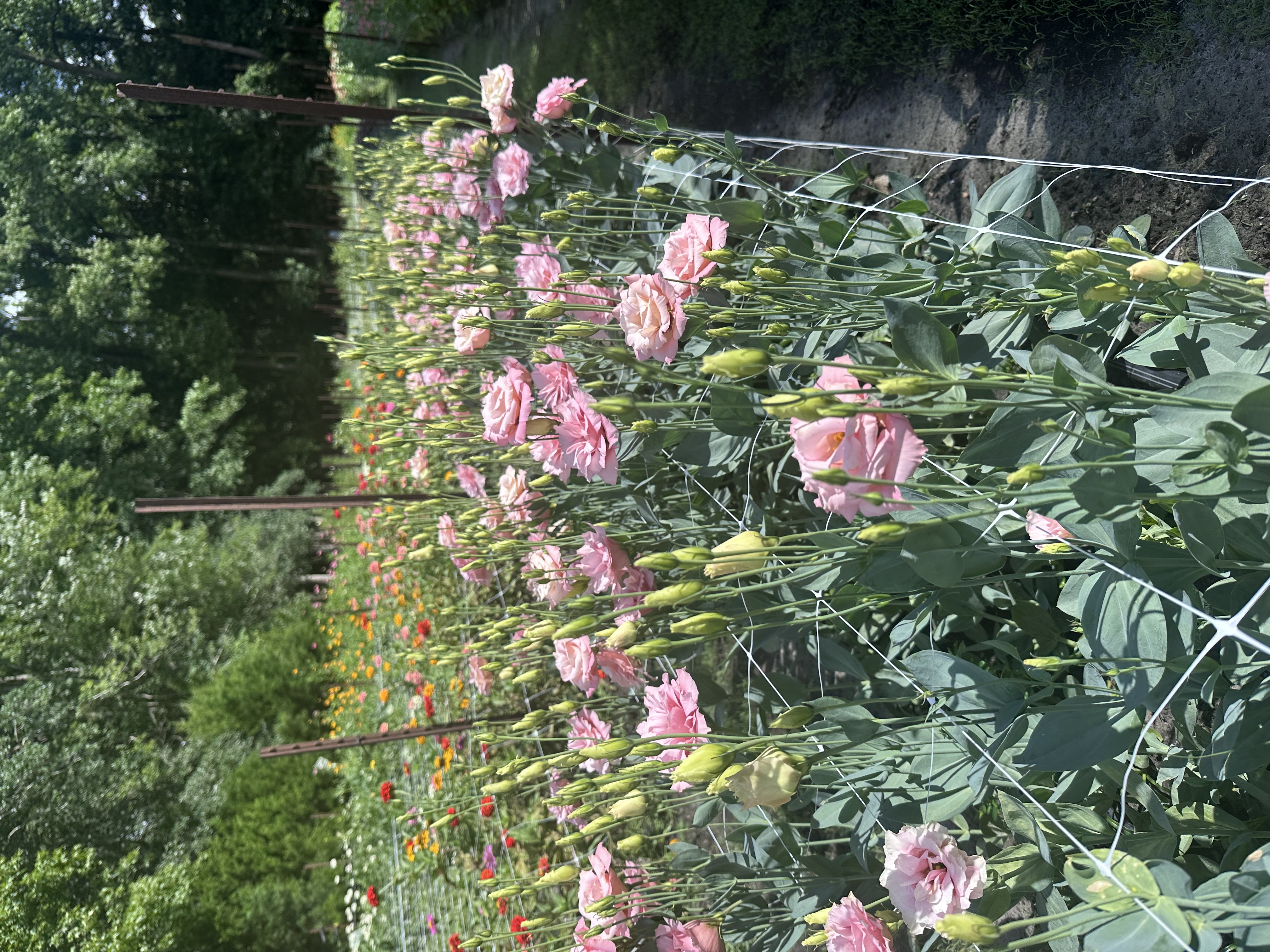 Potts & Petals Flower Farm Banner