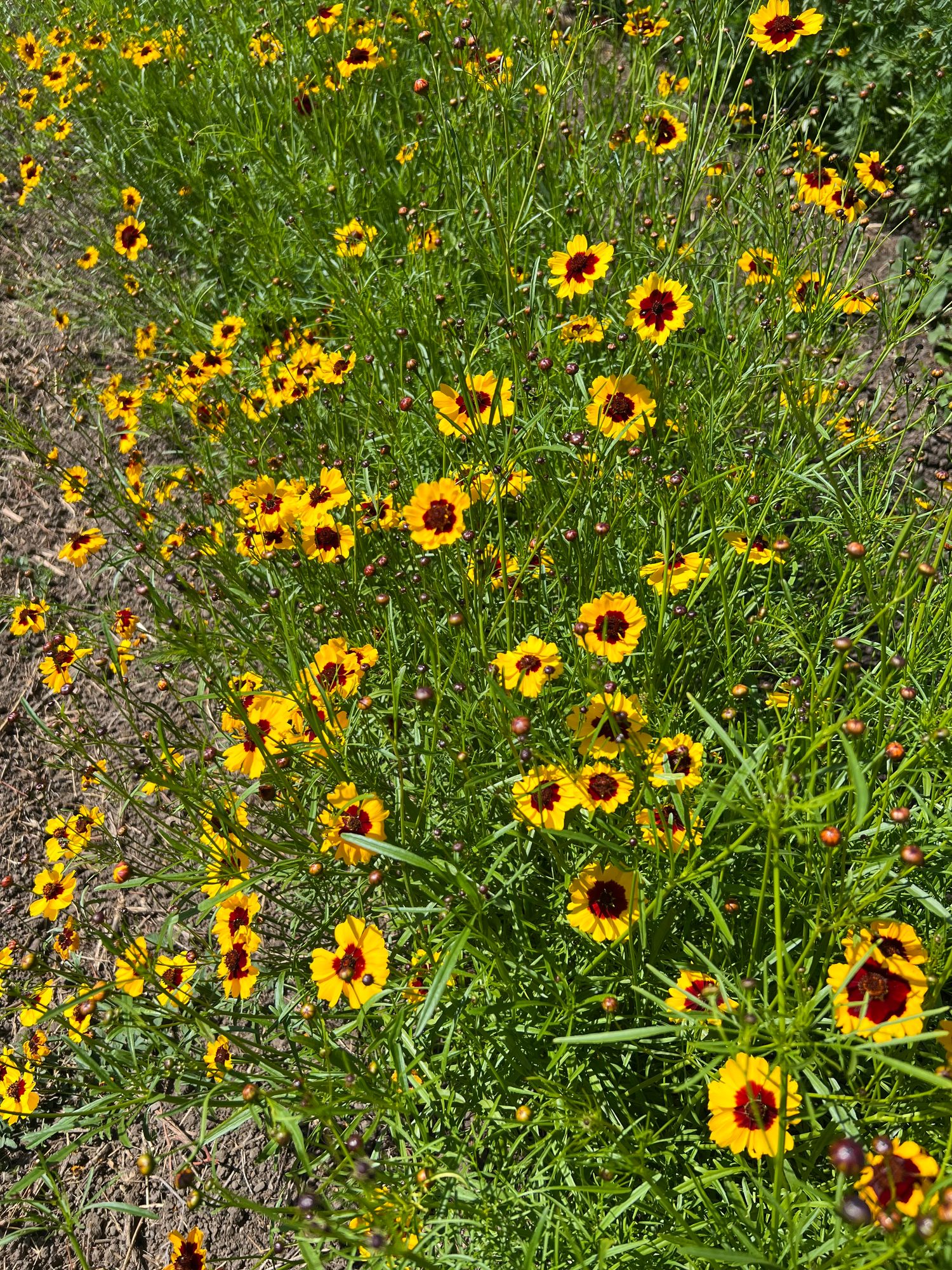 COREOPSIS tinctoria Tall Plains