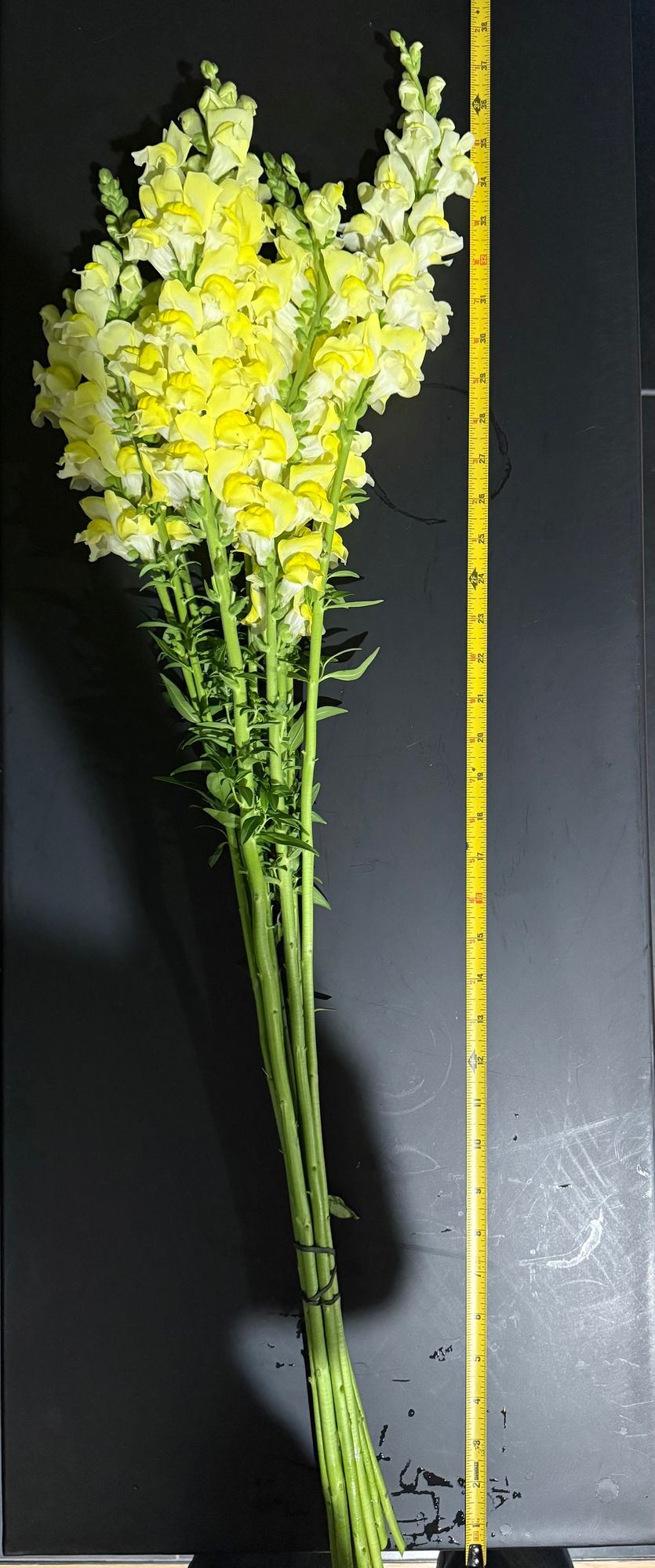 ANTIRRHINUM majus Orleans Early Lemon Yellow