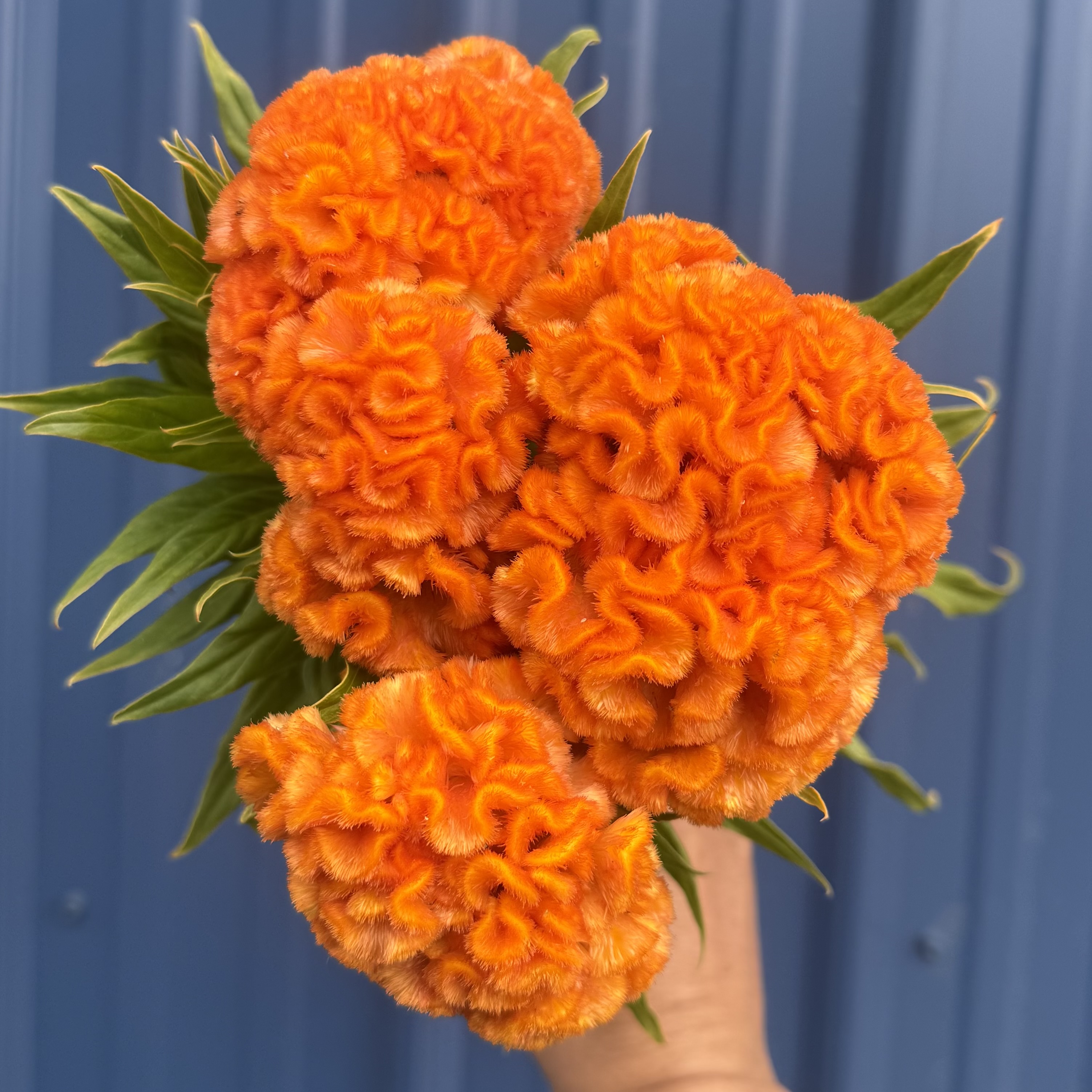 CELOSIA argentea var. cristata Orange Queen
