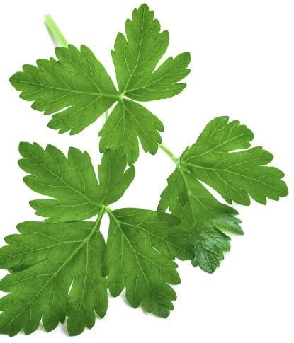 Herbs: Parsley