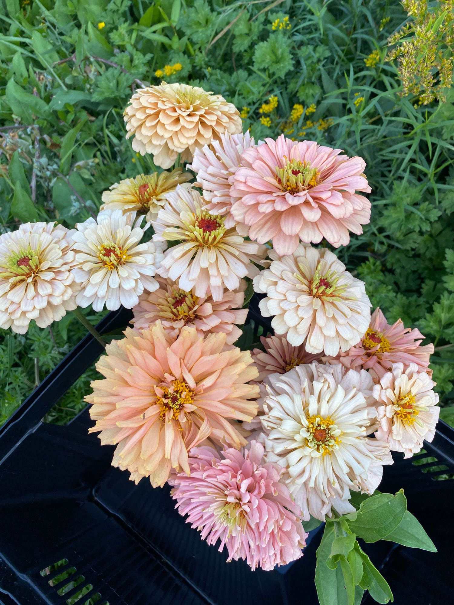 ZINNIA elegans Ballerina