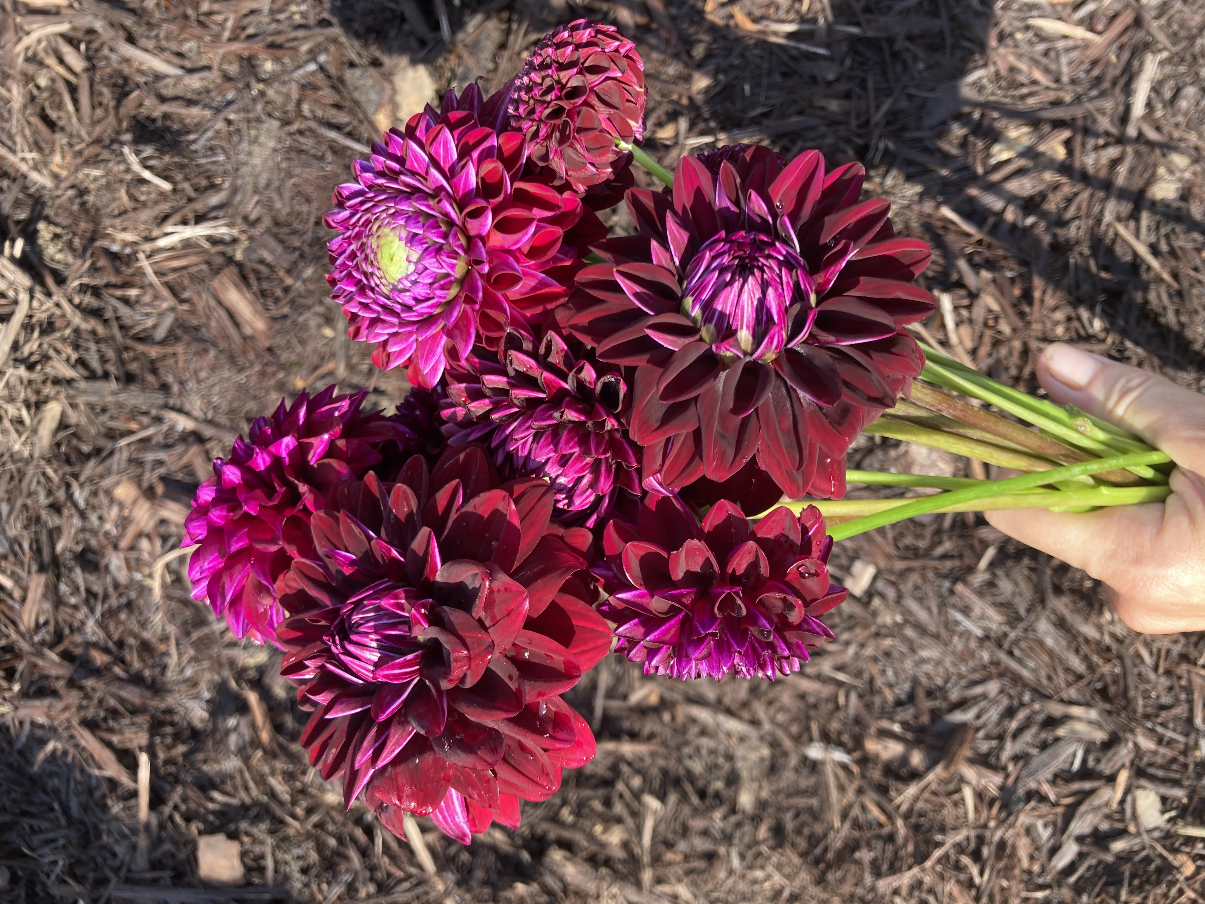 DAHLIA