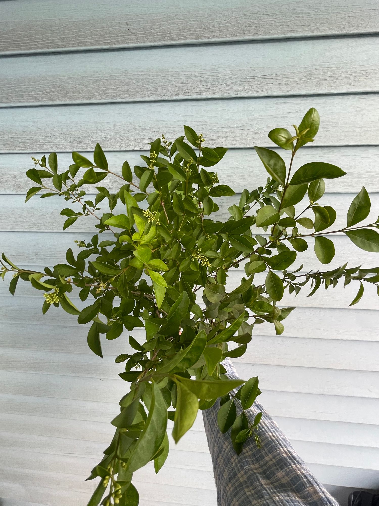 LIGUSTRUM