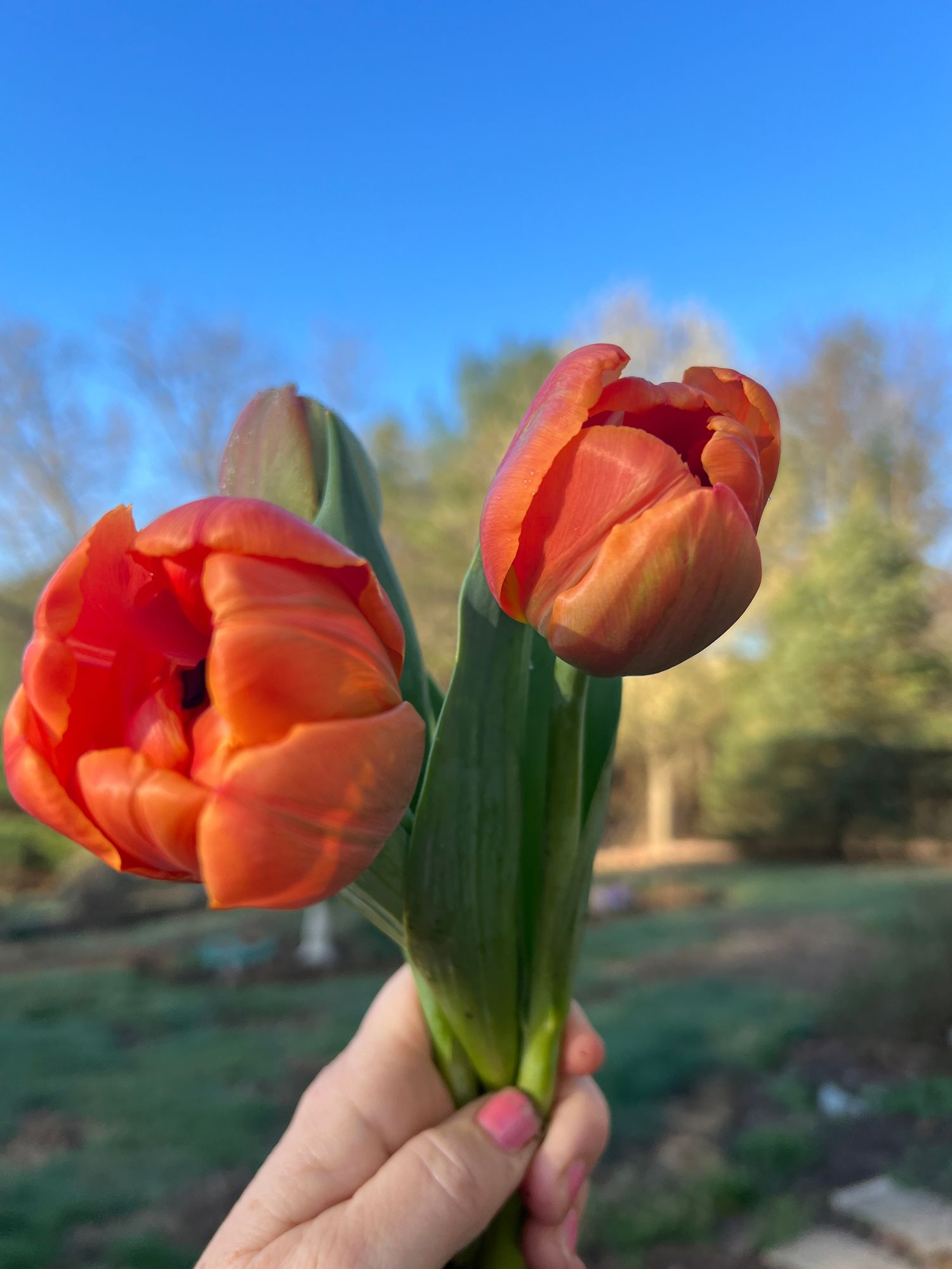 TULIPA Icoon