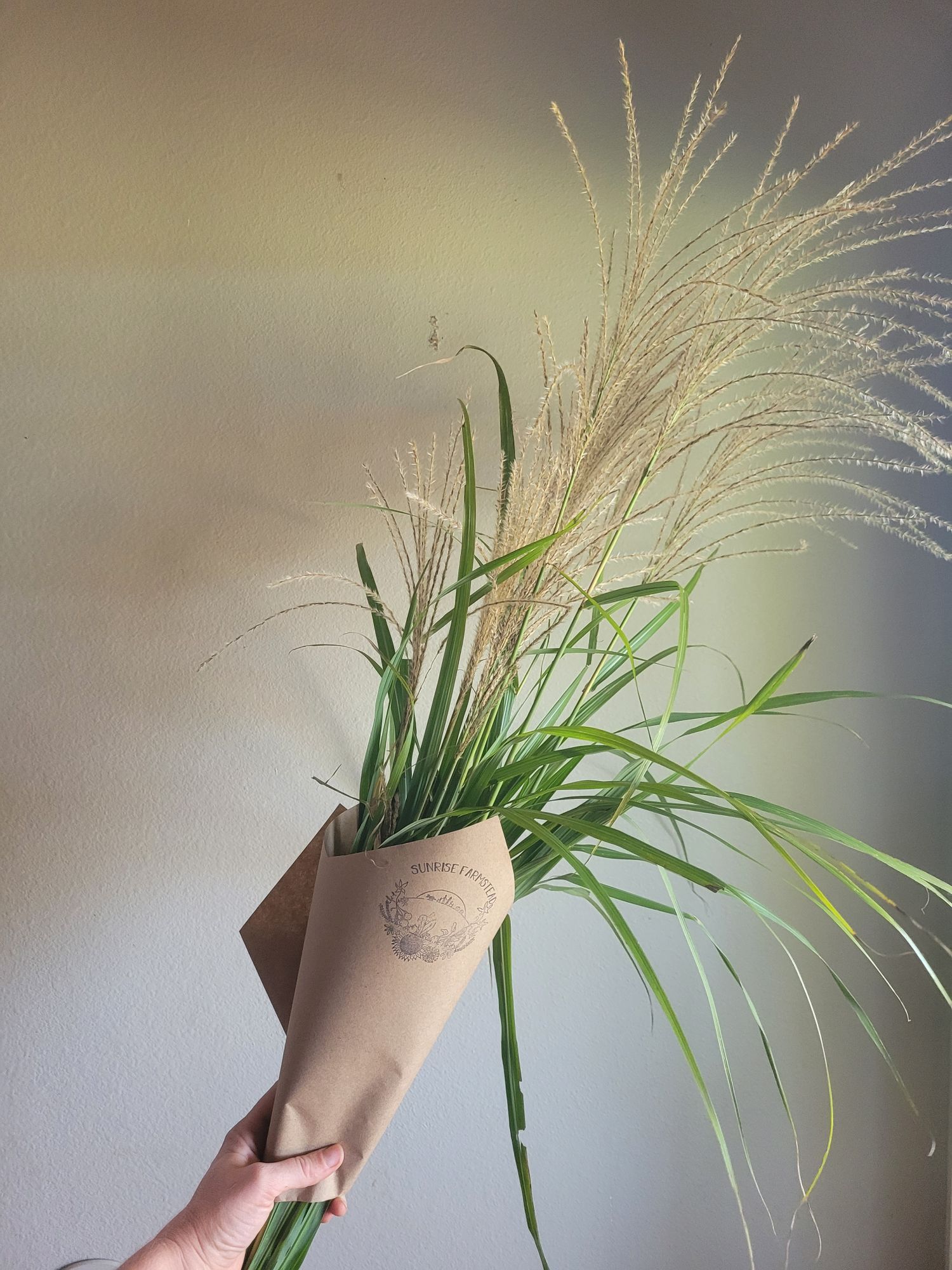 MISCANTHUS oligostachyus