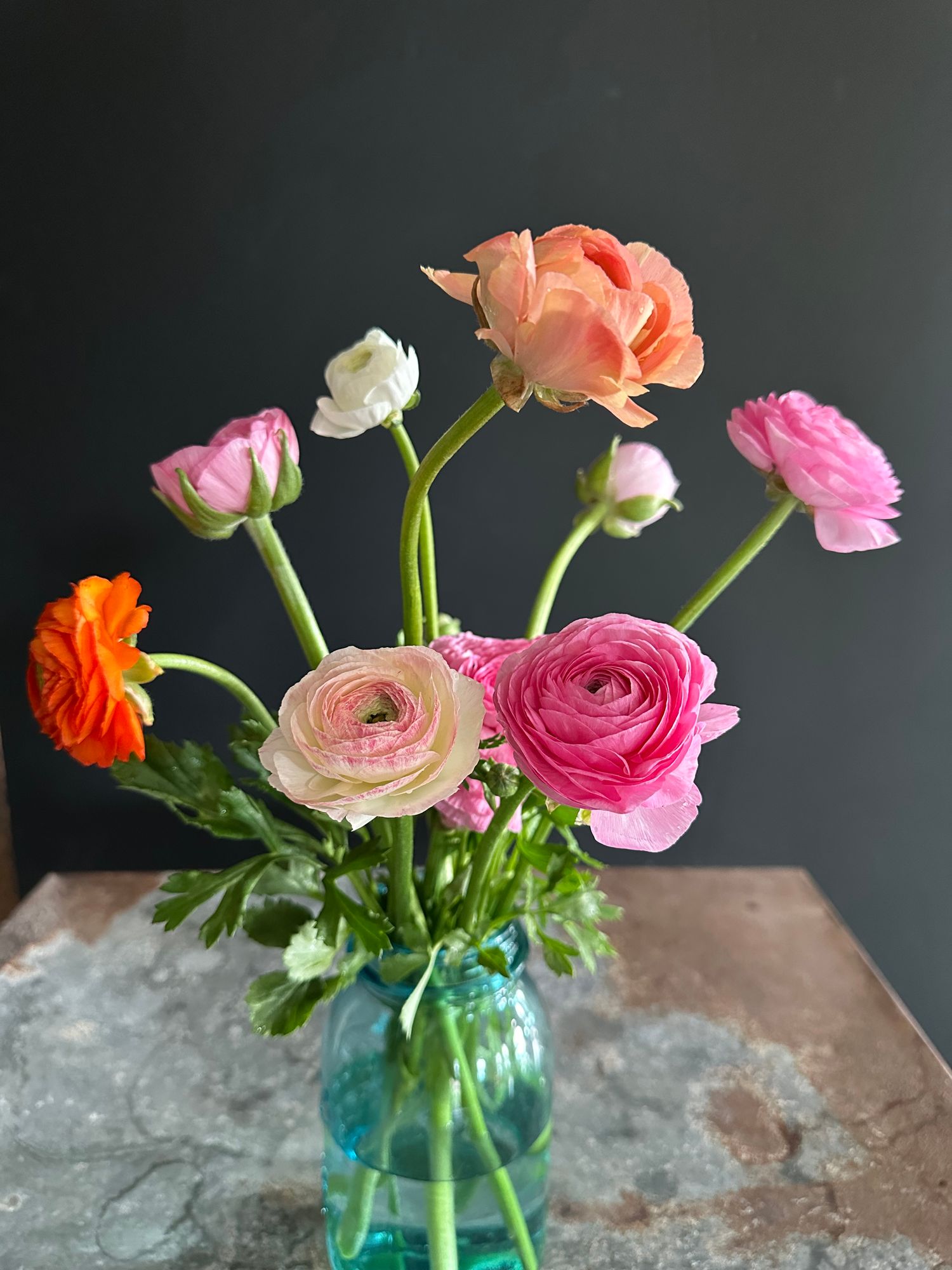 RANUNCULUS Elegance Pastello