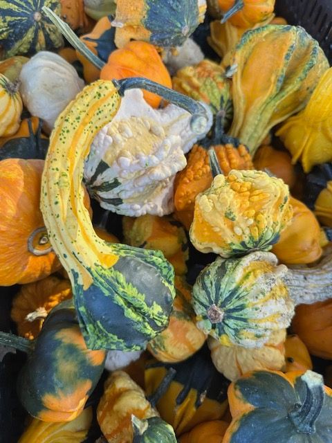 CUCURBITA
