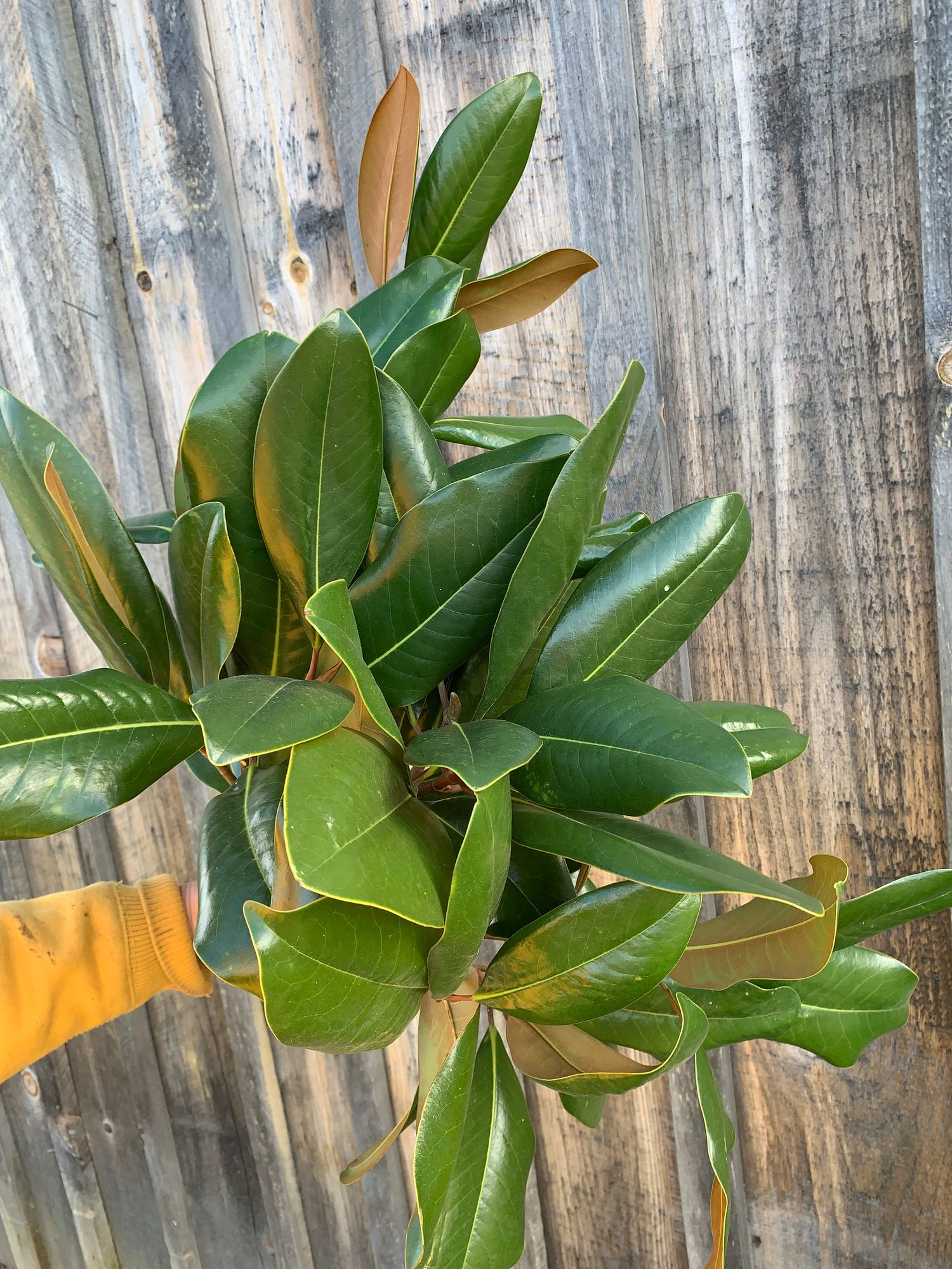 MAGNOLIA soulangeana