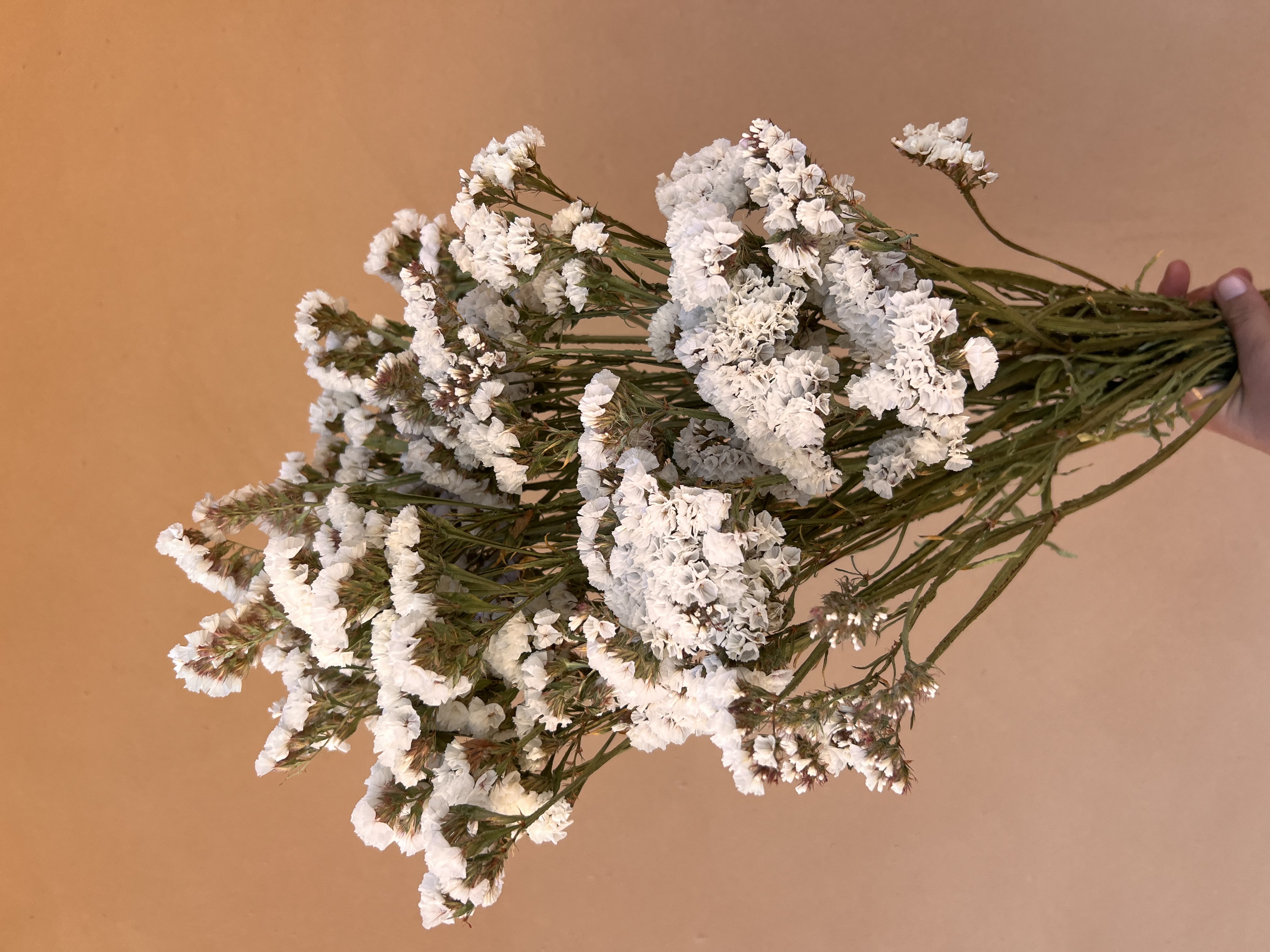 LIMONIUM sinuatum QIS White