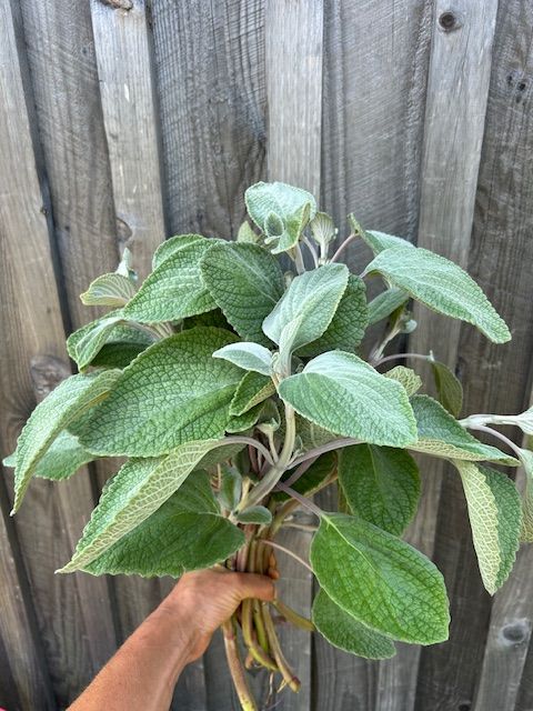 PLECTRANTHUS argentatus