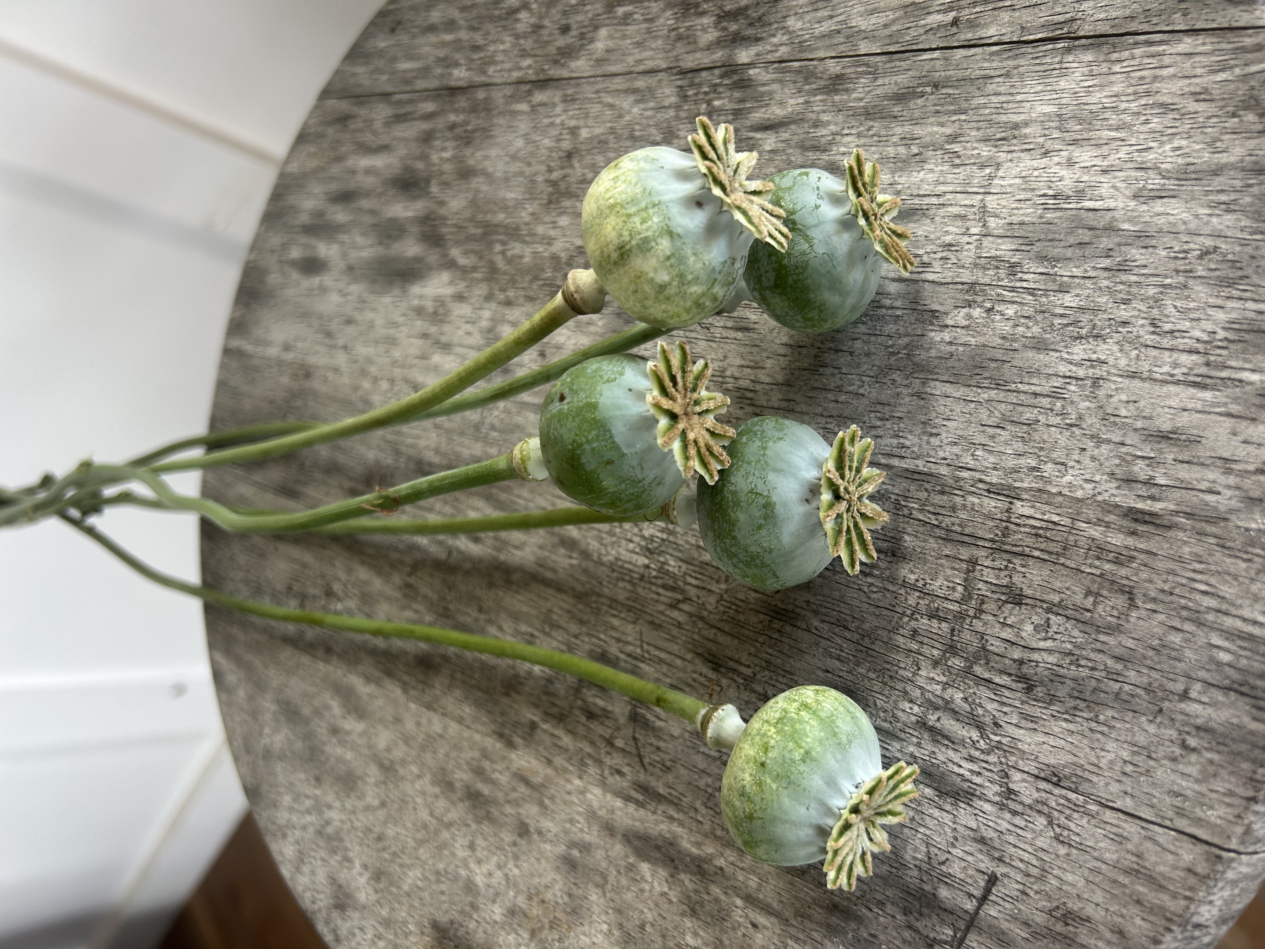PAPAVER