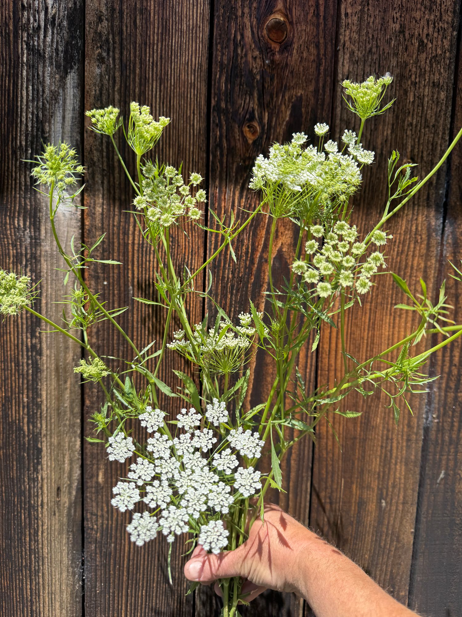 AMMI majus White Dill