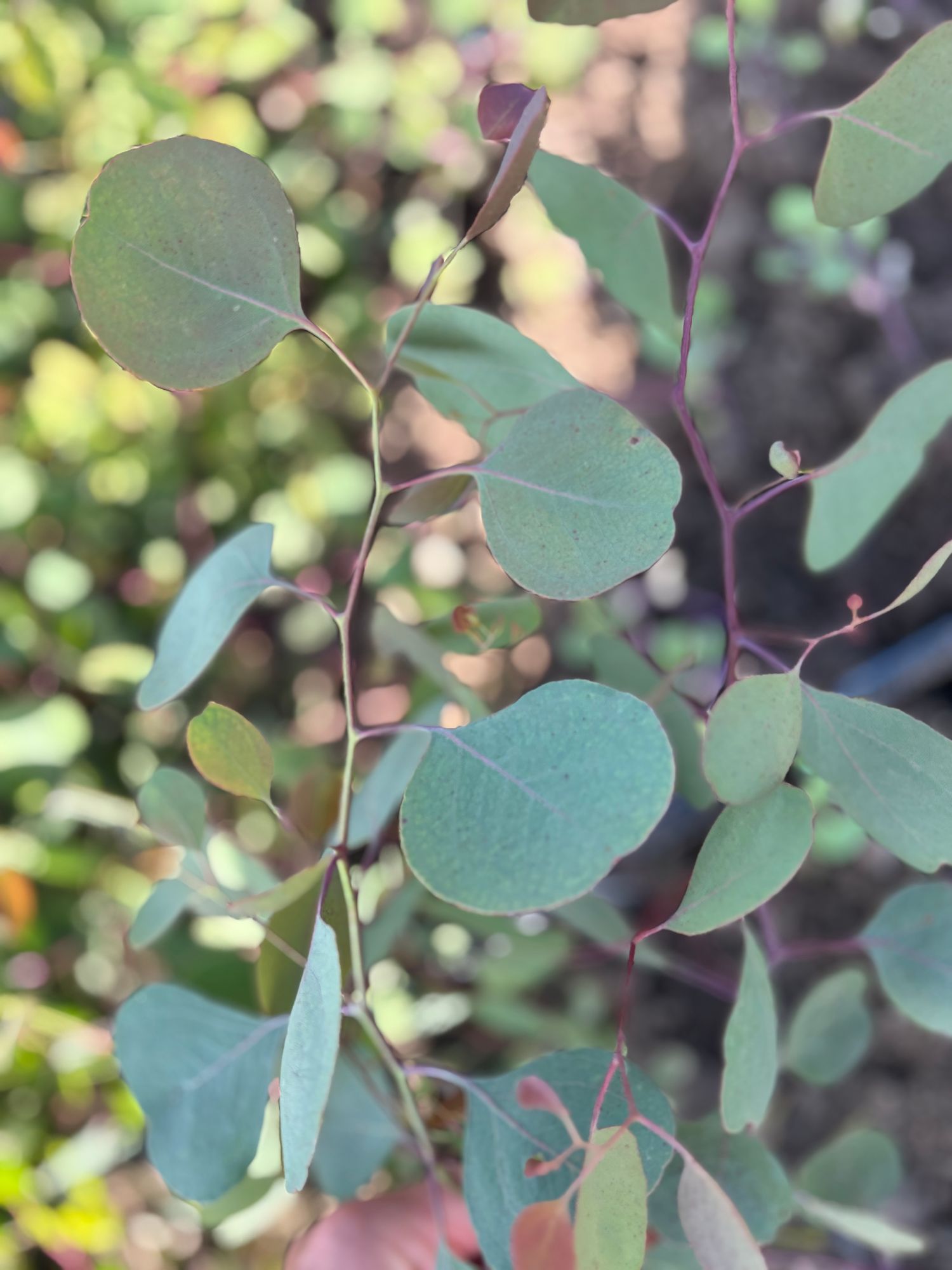 EUCALYPTUS polyanthemos
