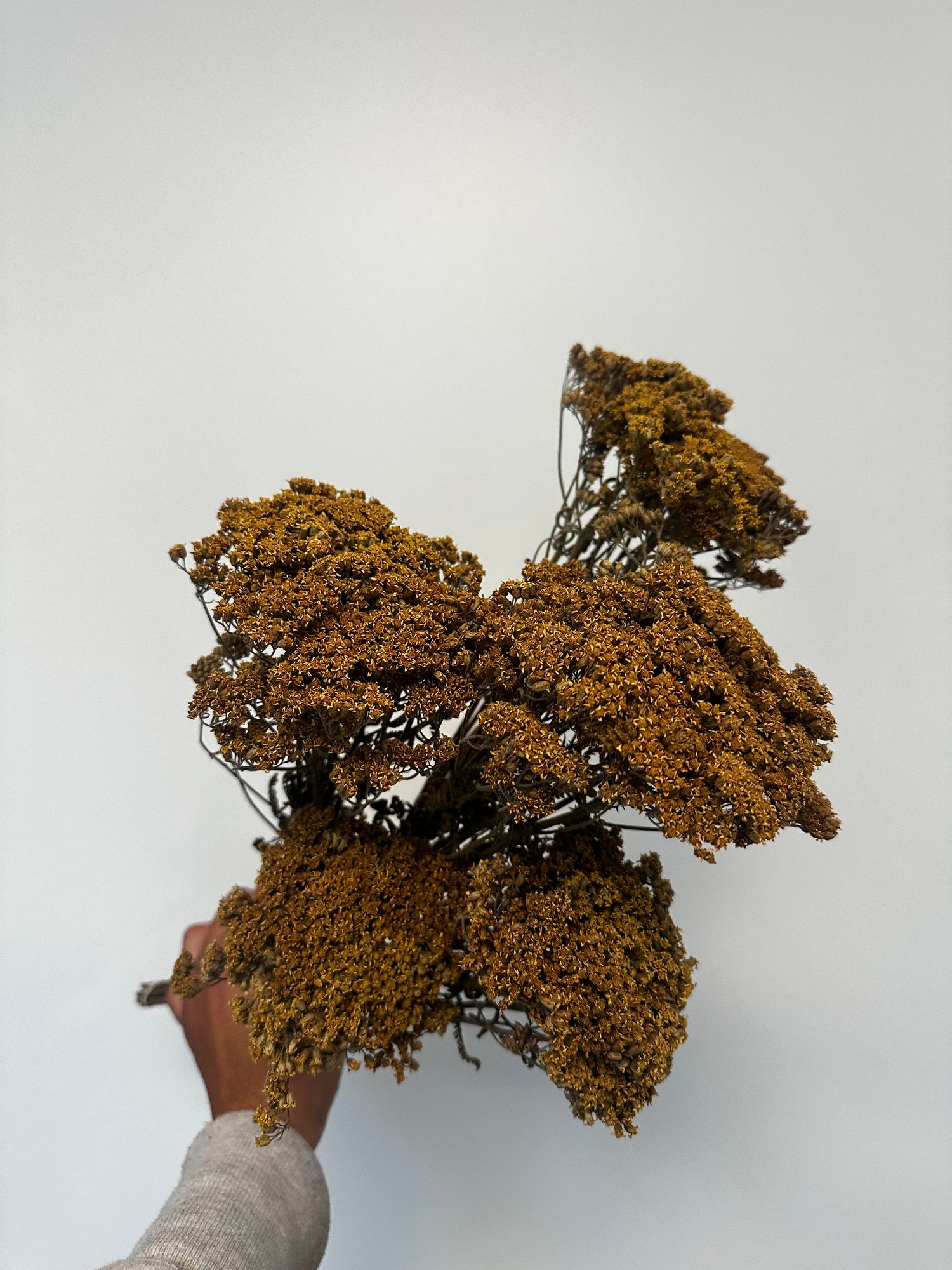 ACHILLEA millefolium Skysail Yellow