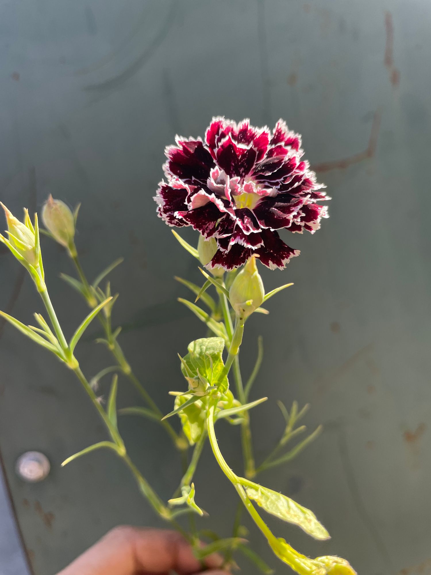 DIANTHUS chinensis heddewigii Black and White Minstrels