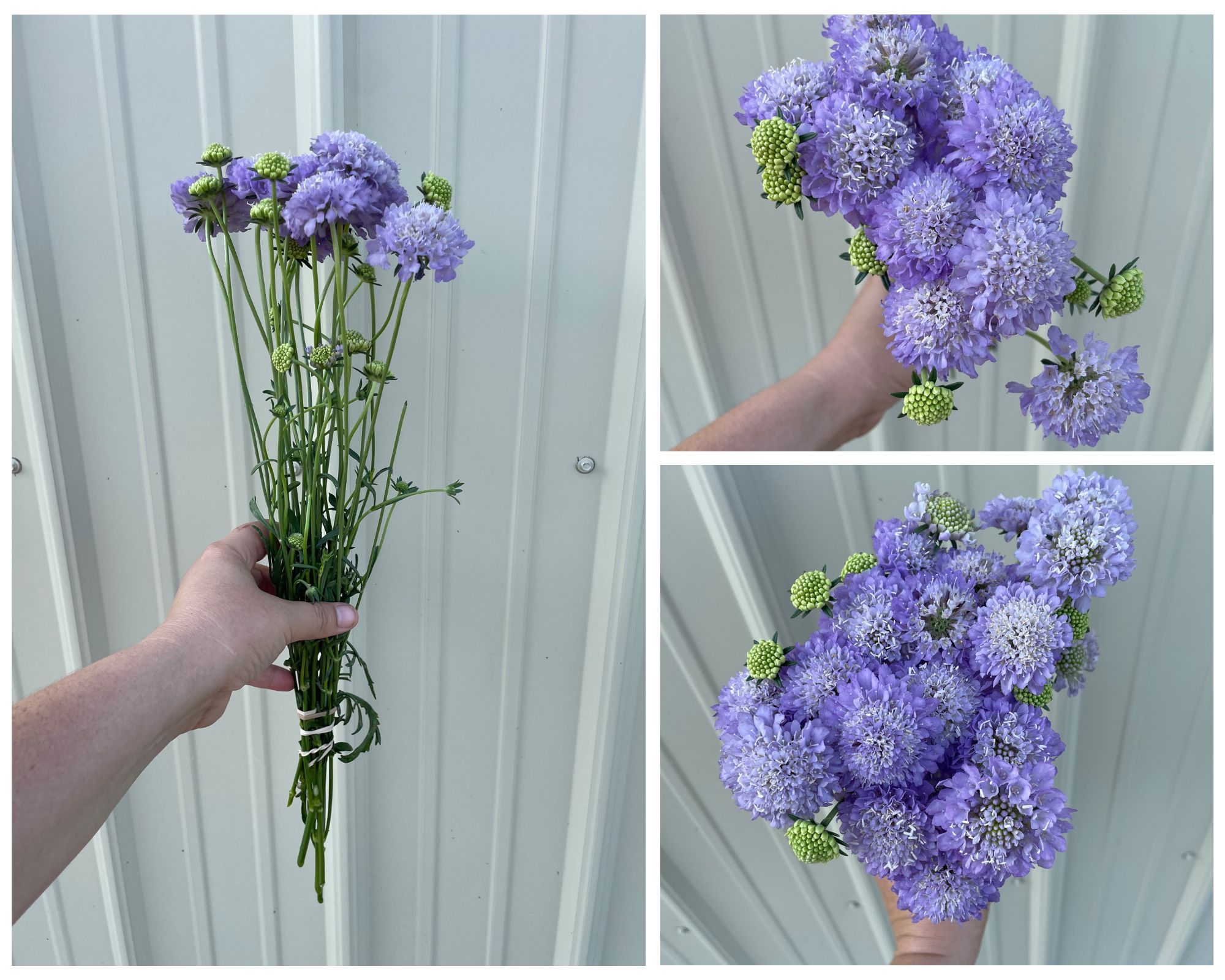 SCABIOSA atropurpurea x caucasica Focal Scoop