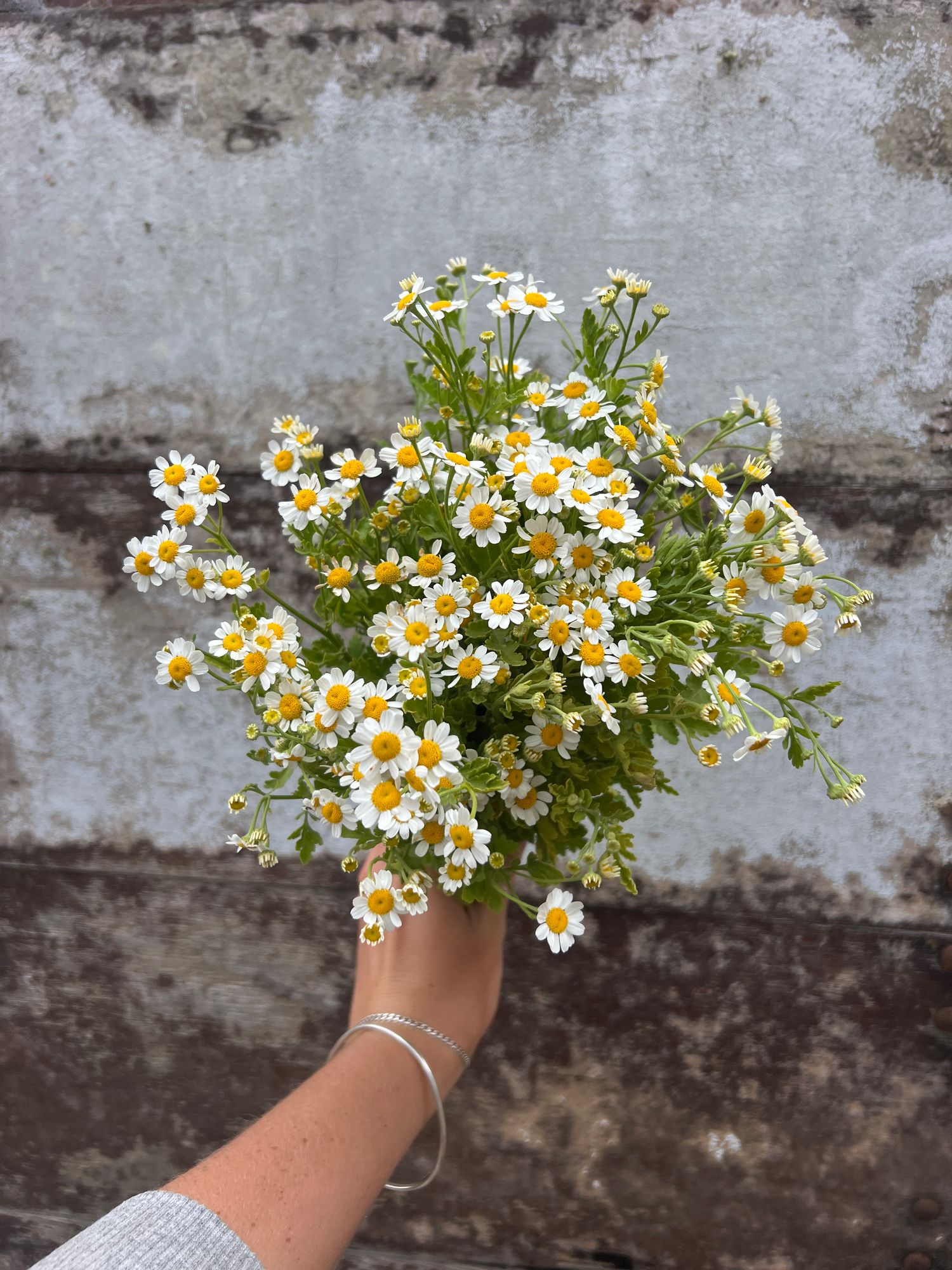 TANACETUM parthenium