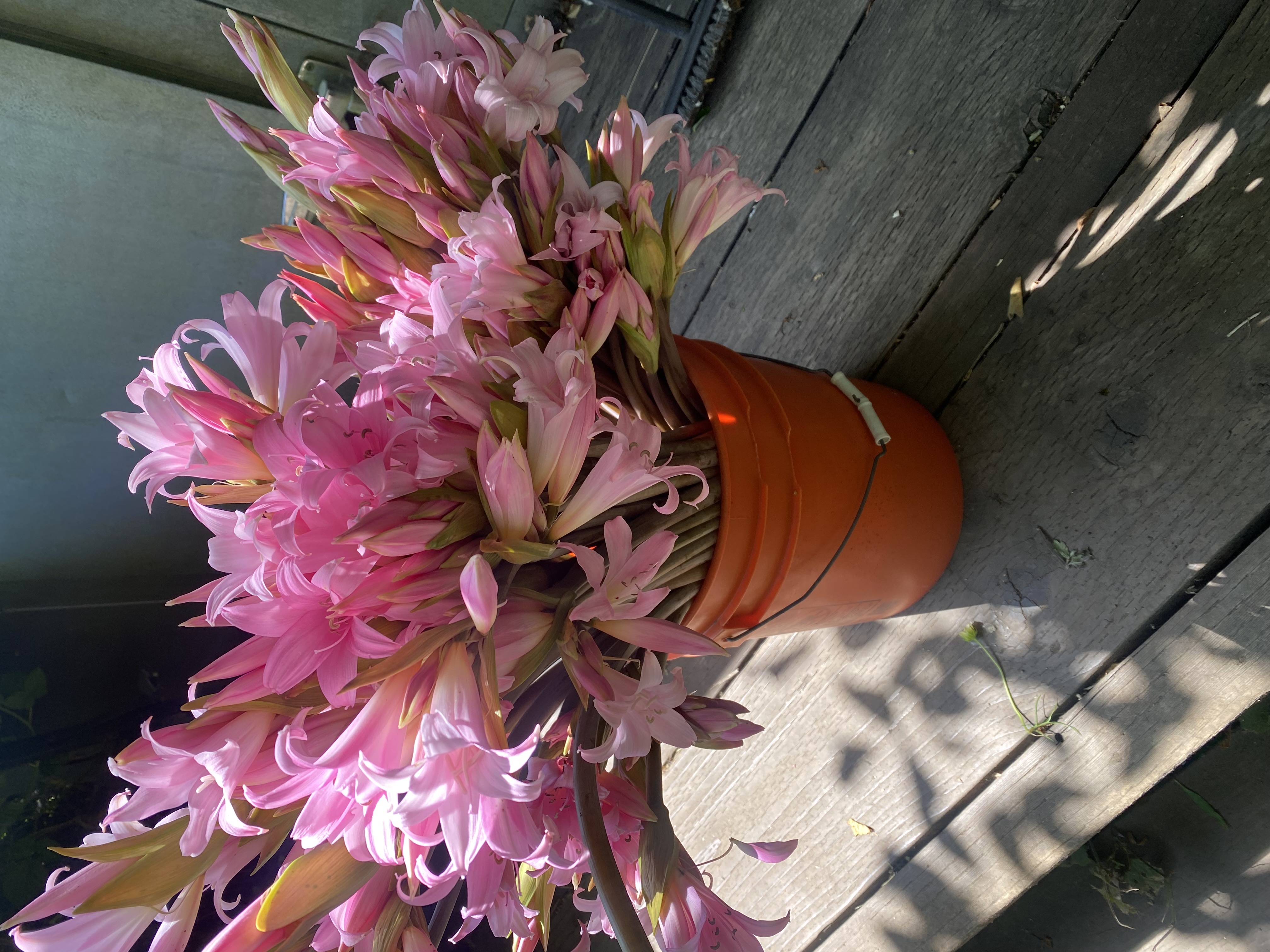 AMARYLLIS belladonna