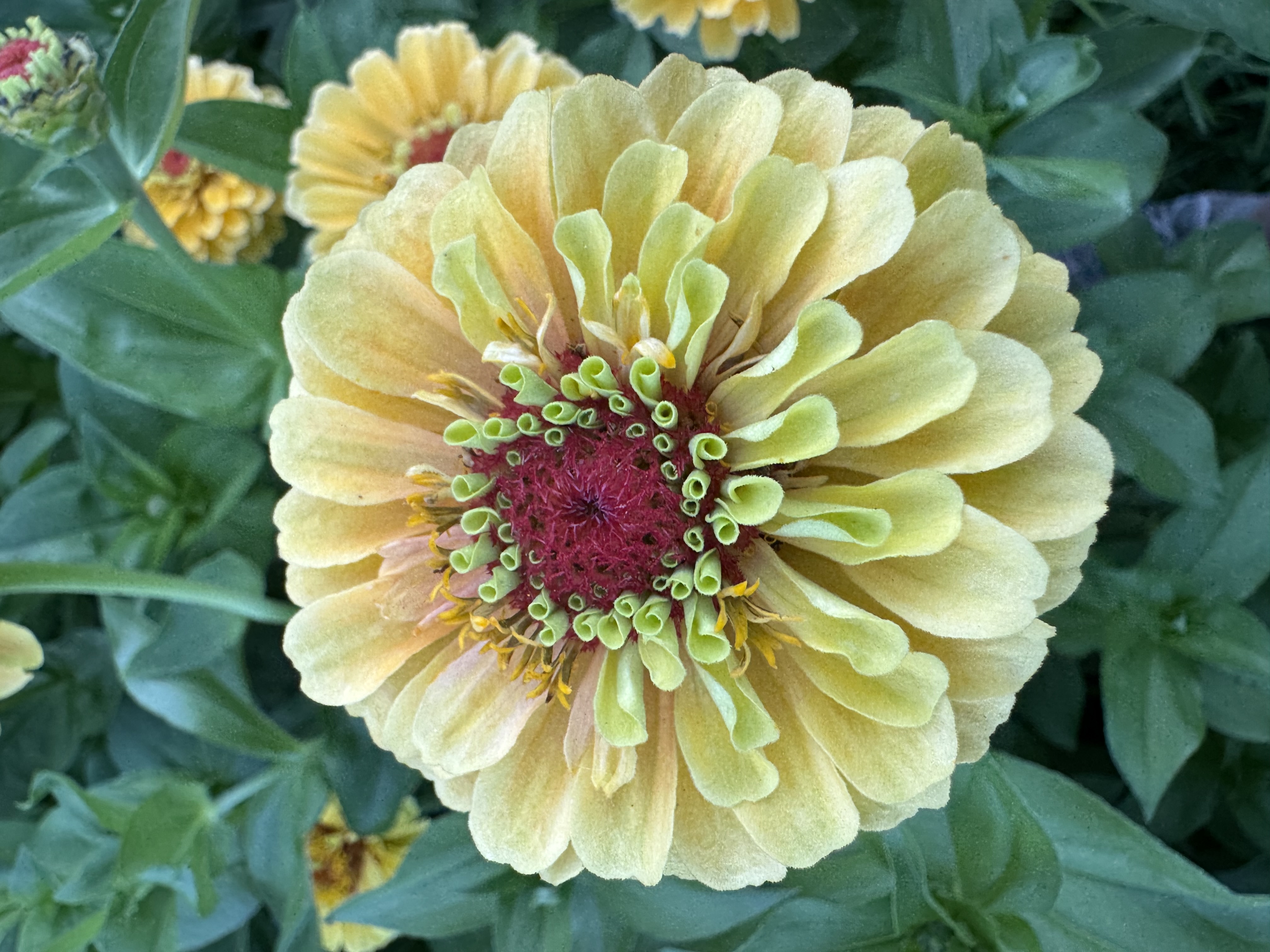 ZINNIA elegans Queeny Lemon Peach