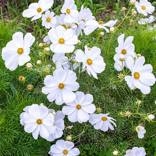 COSMOS bipinnatus Afternoon White