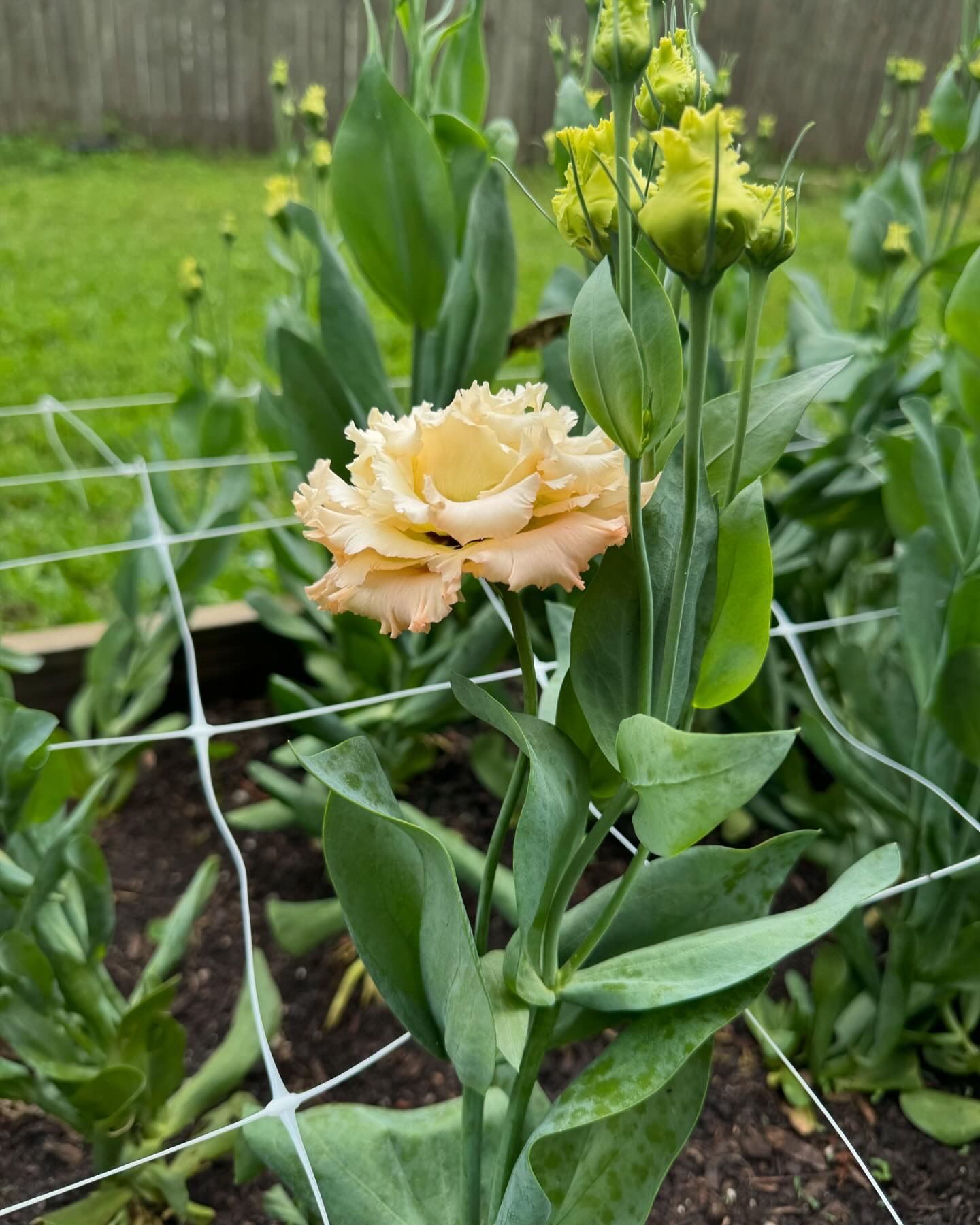 EUSTOMA grandiflorum Voyage Light Apricot