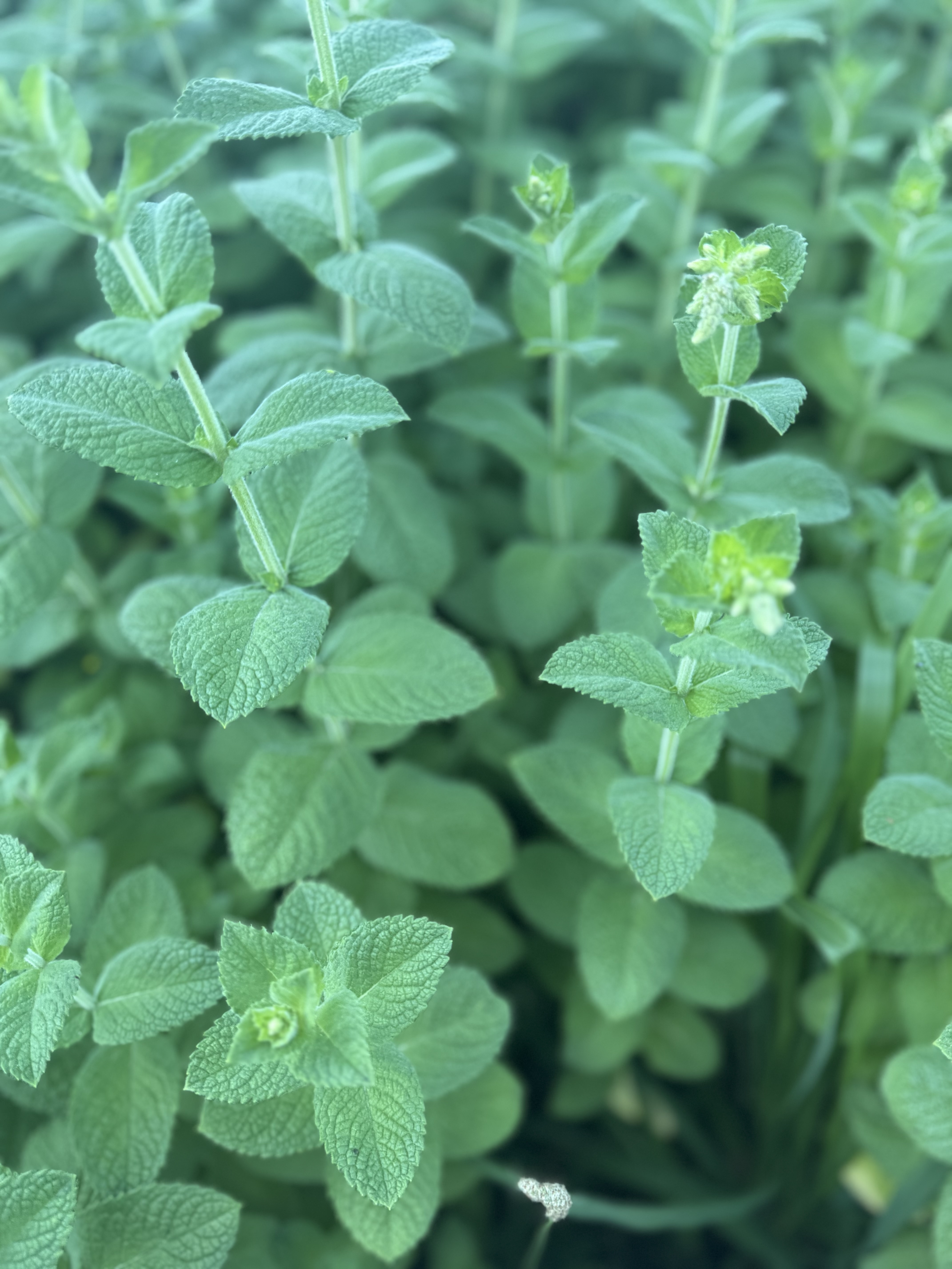 MENTHA suaveolens