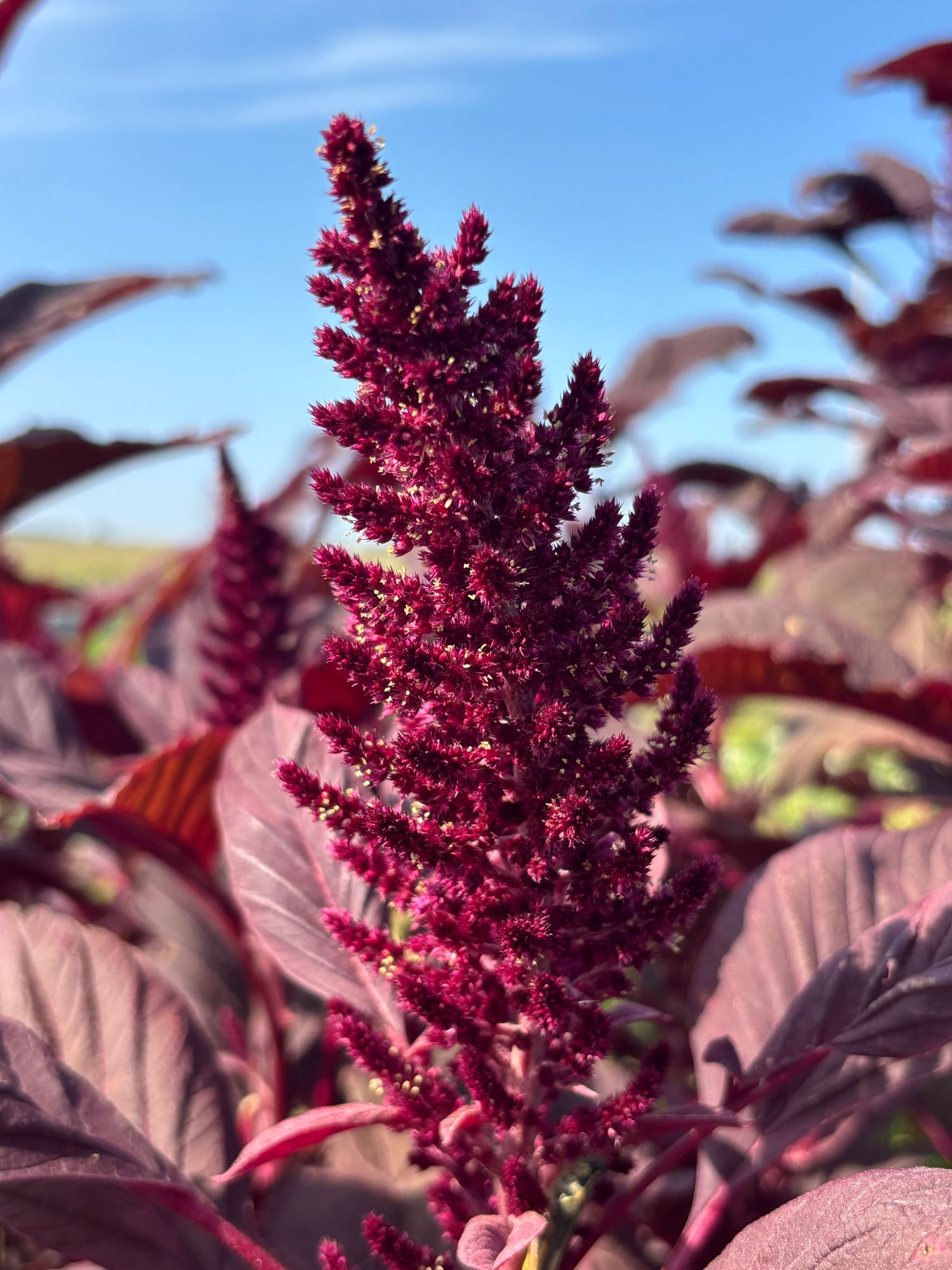 AMARANTHUS cruentus Red Spike