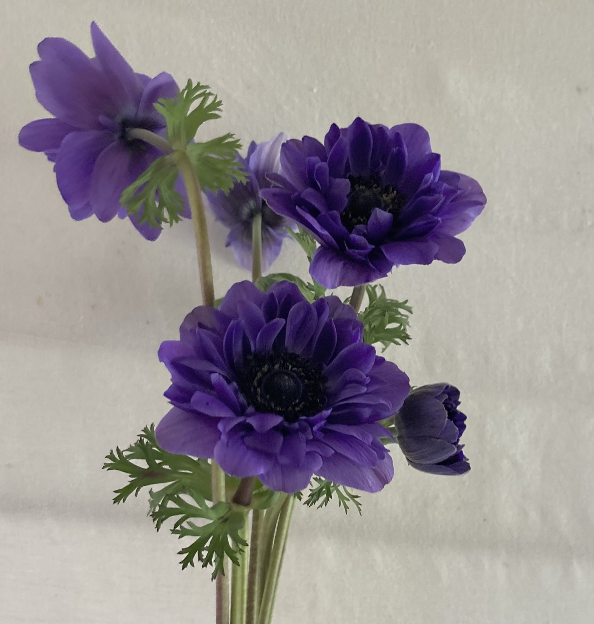 ANEMONE coronaria De Caen Blue