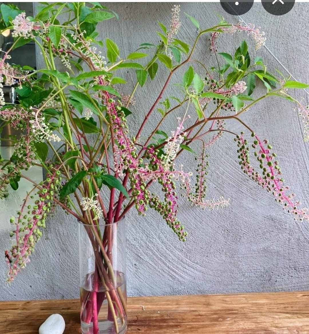 PHYTOLACCA americana