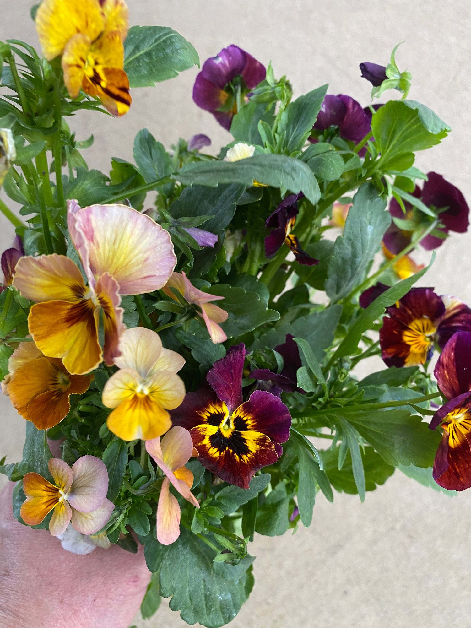 VIOLA