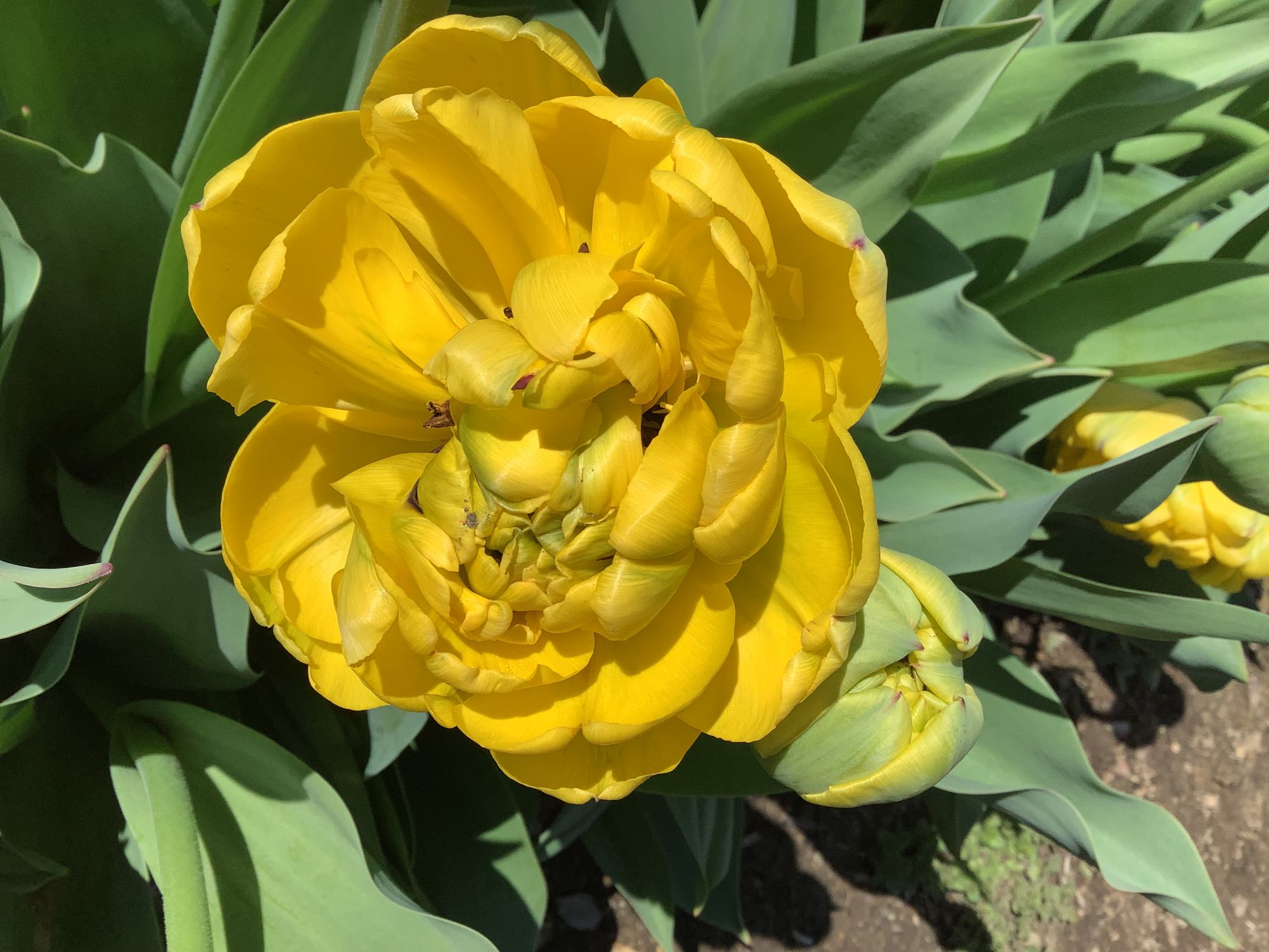 TULIPA Yellow Pomponette
