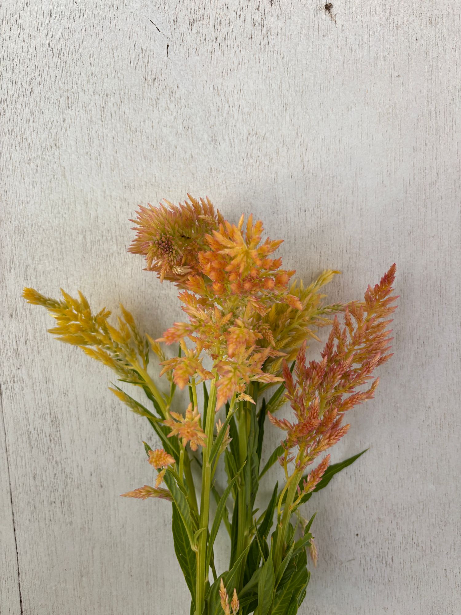 CELOSIA argentea var. spicata Shimmer