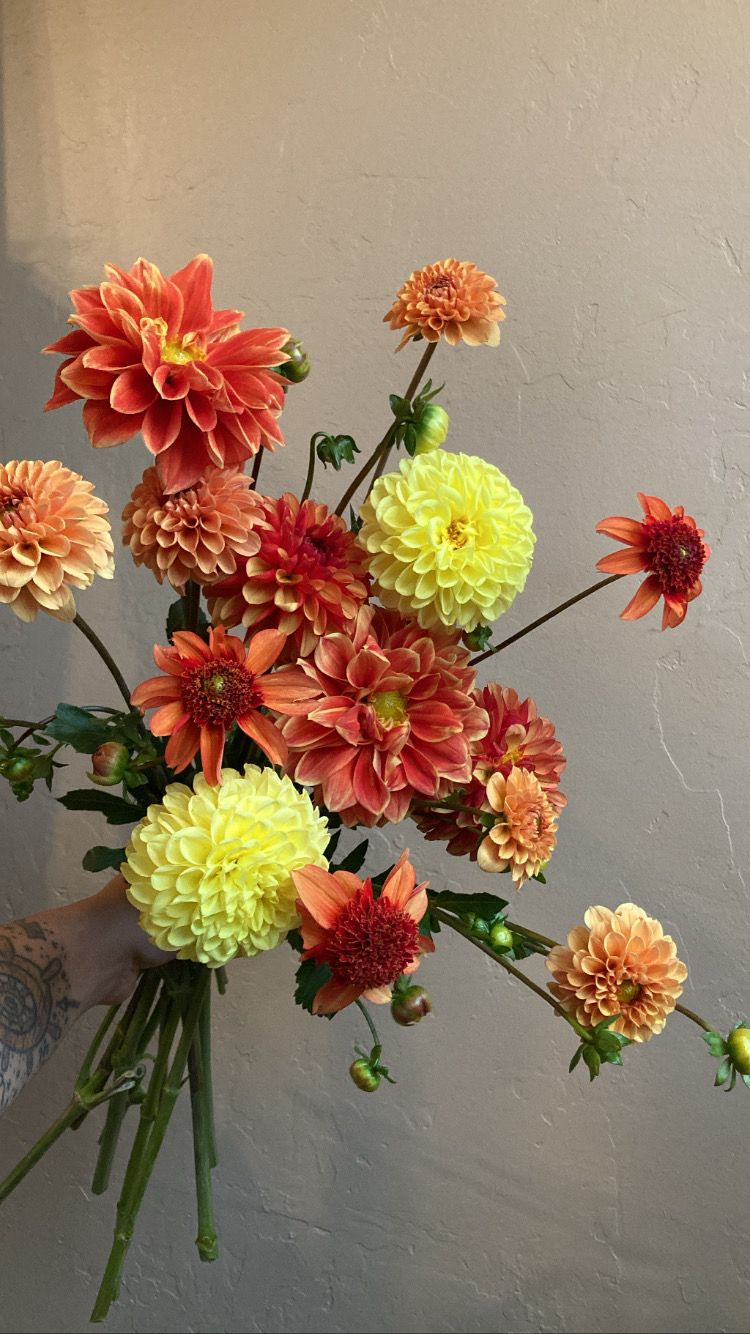 Mixed Dahlia Bucket