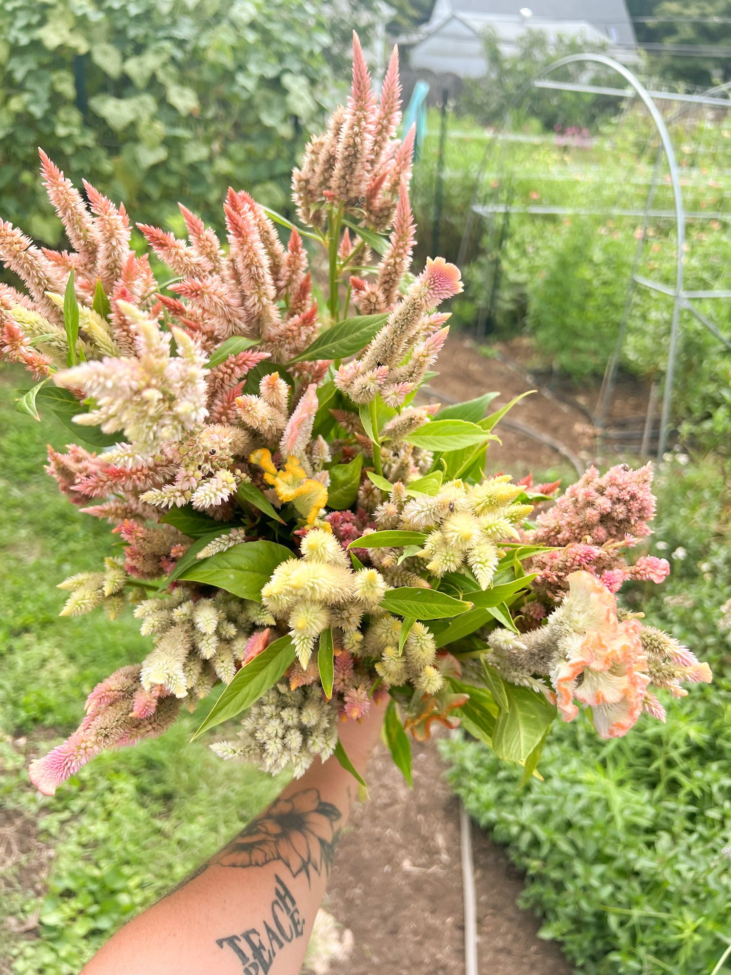 CELOSIA argentea spicata Celway Terracotta