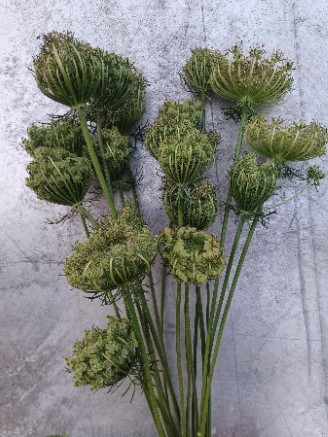 AMMI majus