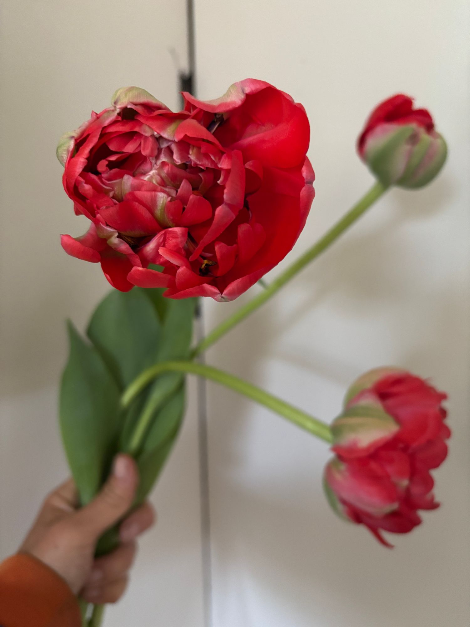 TULIPA Gudoshnik Double