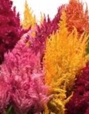 CELOSIA argentea var. plumosa Sunday Series