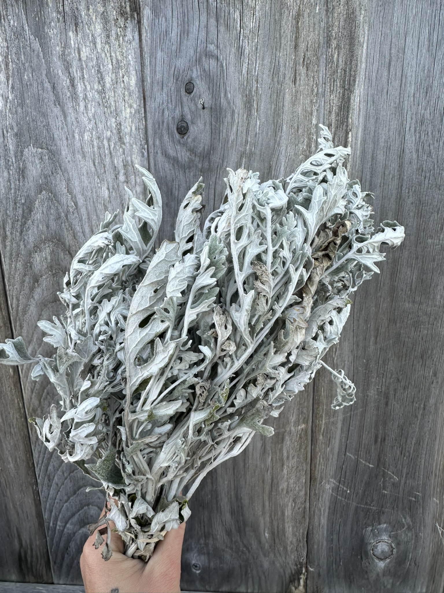 SENECIO cineraria New Look