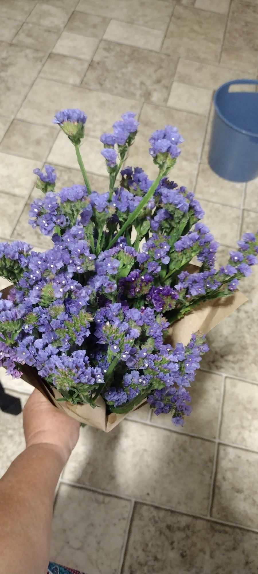 LIMONIUM sinuatum QIS