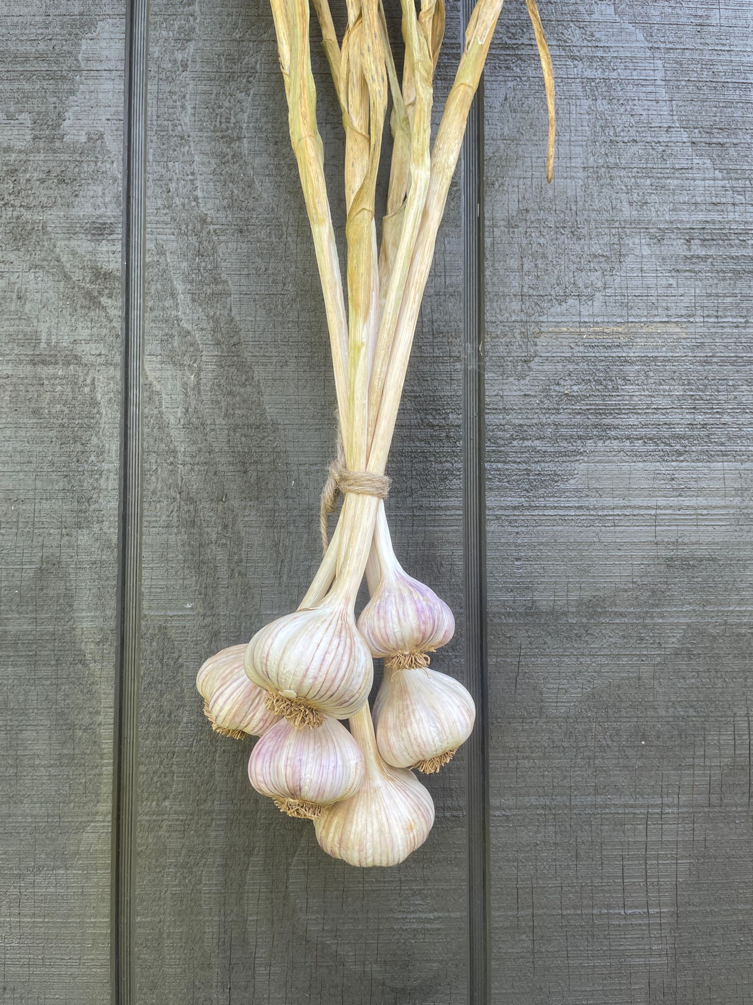 Heirloom Garlic 'Duganski'