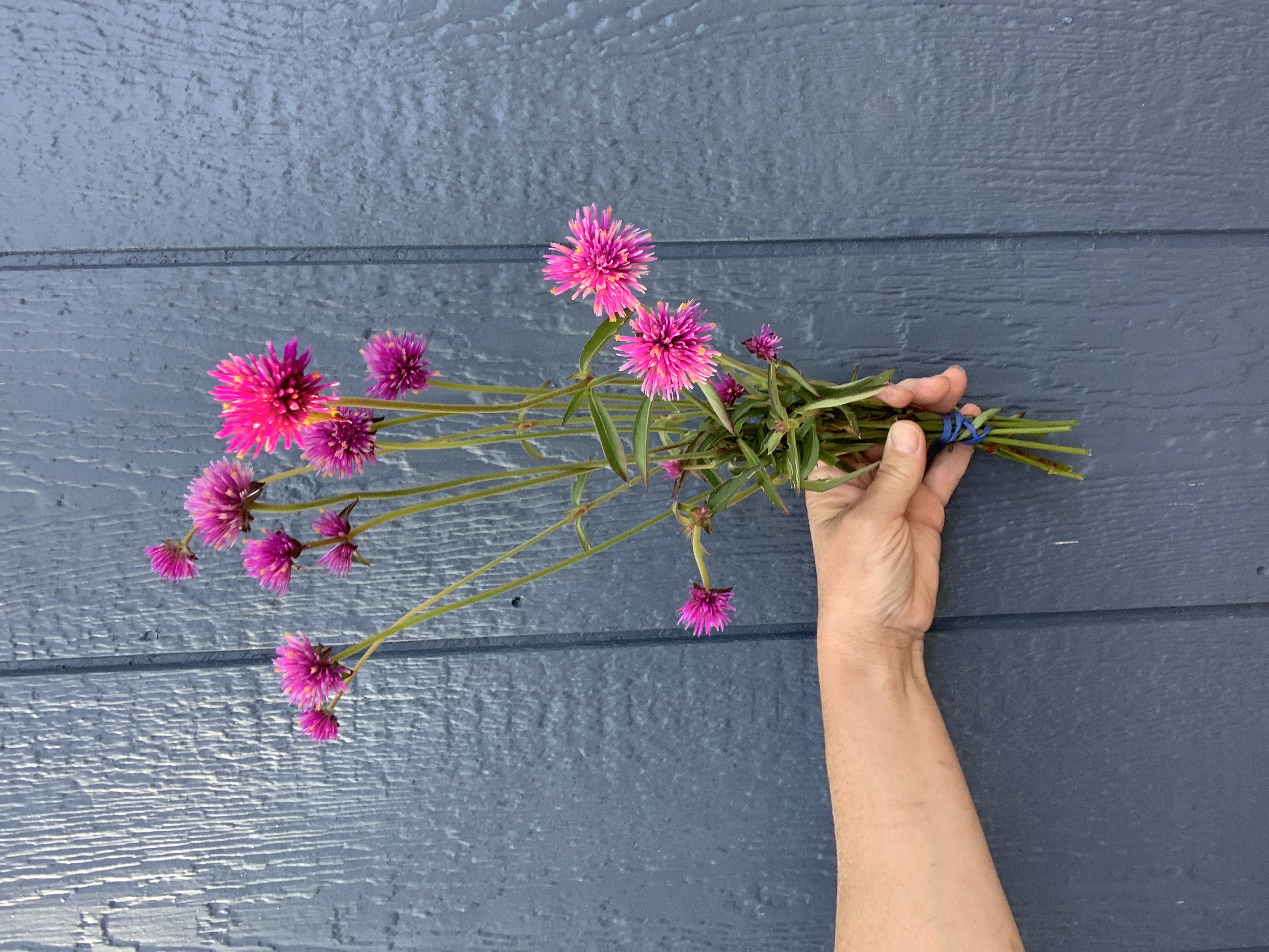 GOMPHRENA globosa