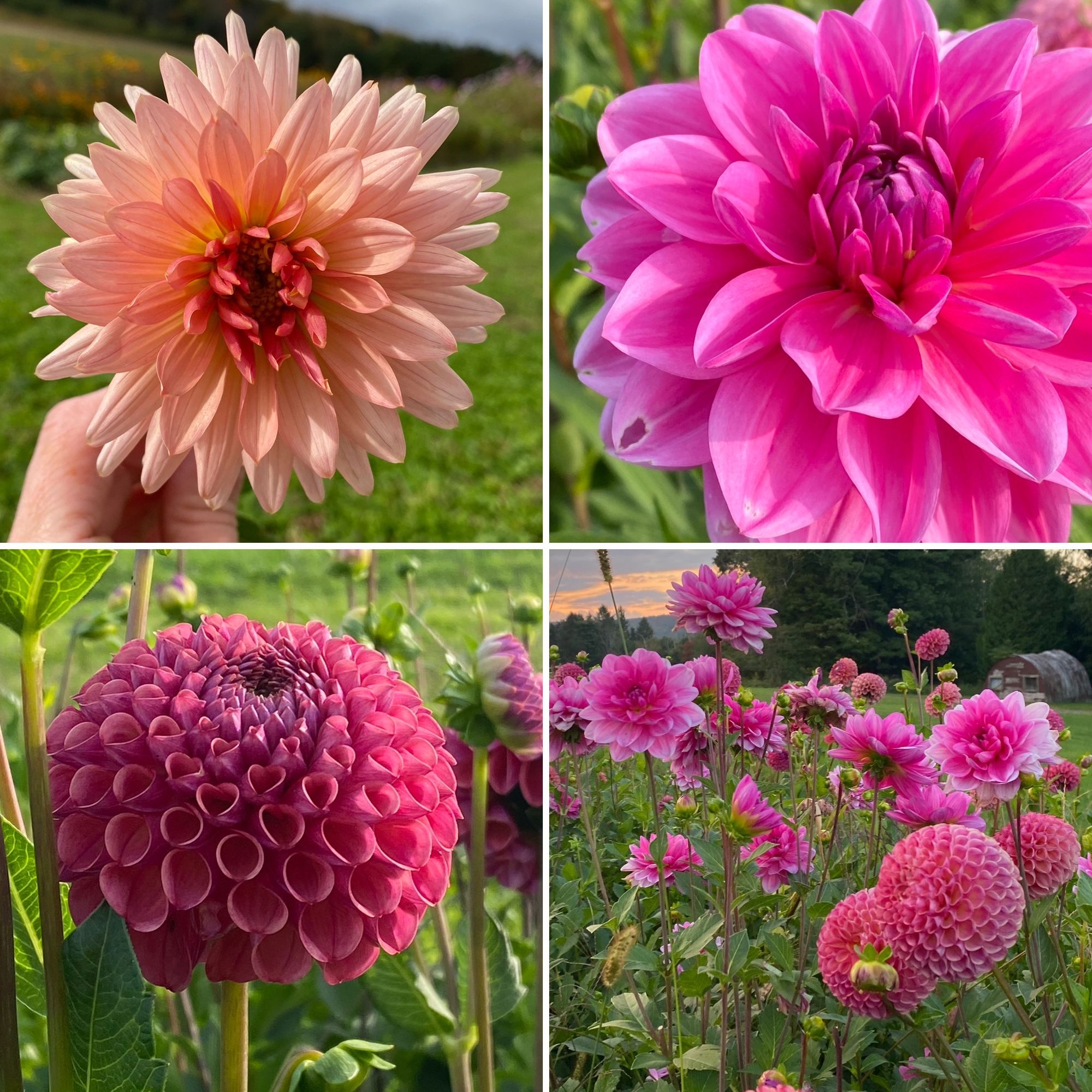 Mixed Pink Dahlia Bucket