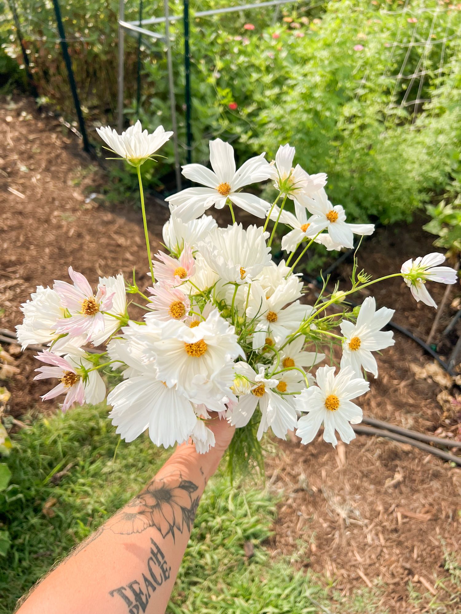 COSMOS bipinnatus Afternoon White