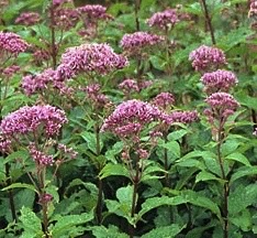 EUTROCHIUM maculatum