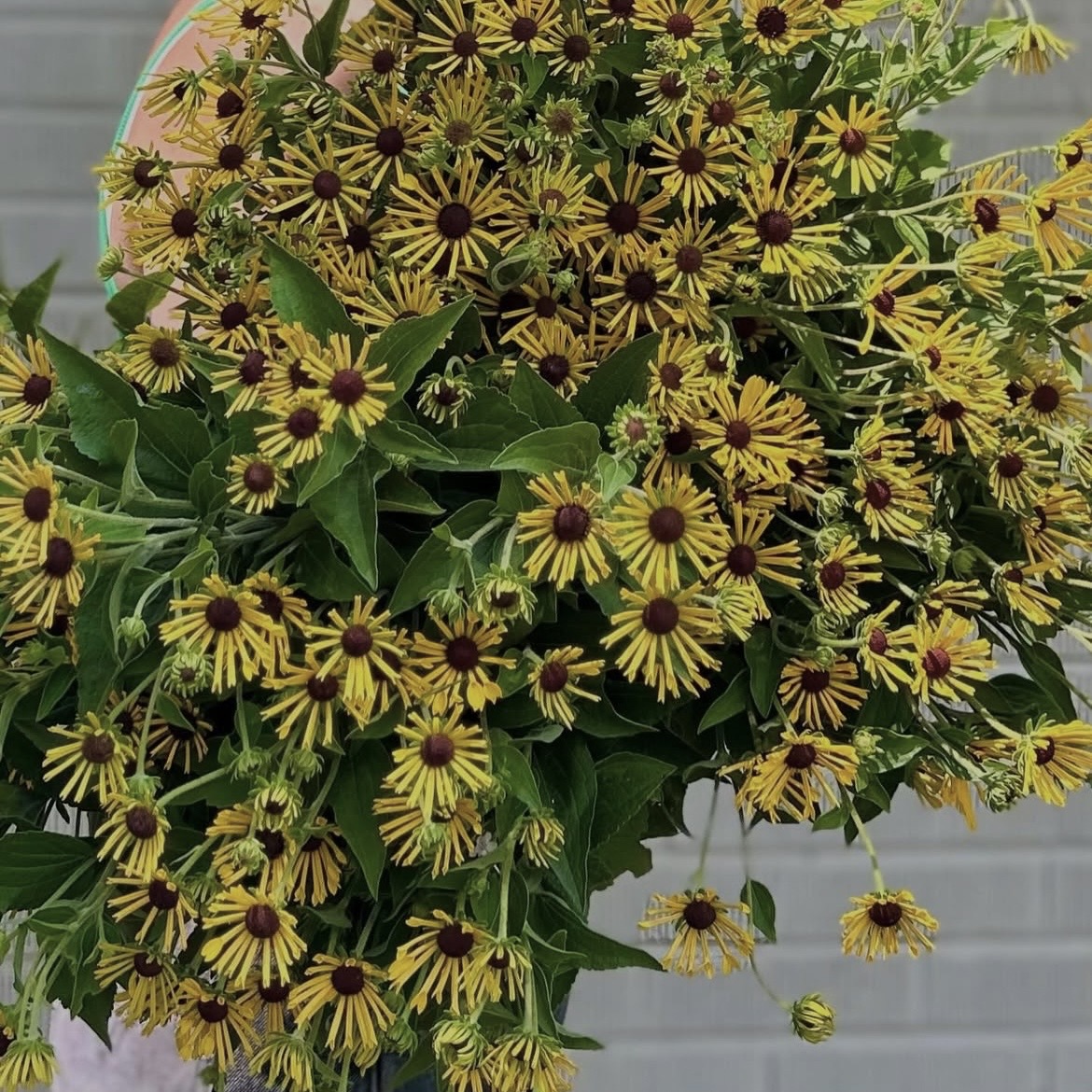 RUDBECKIA subtomentosa Henry Eilers