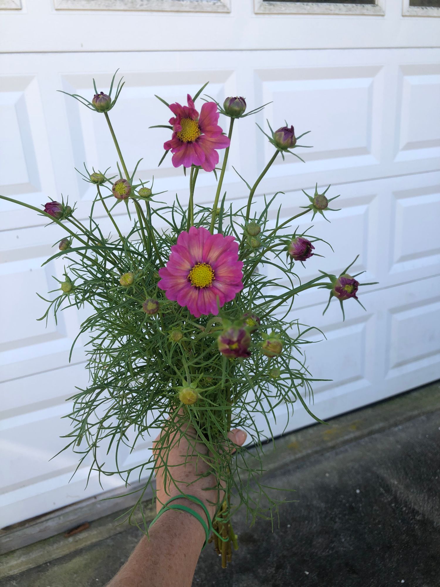 COSMOS bipinnatus Xensia