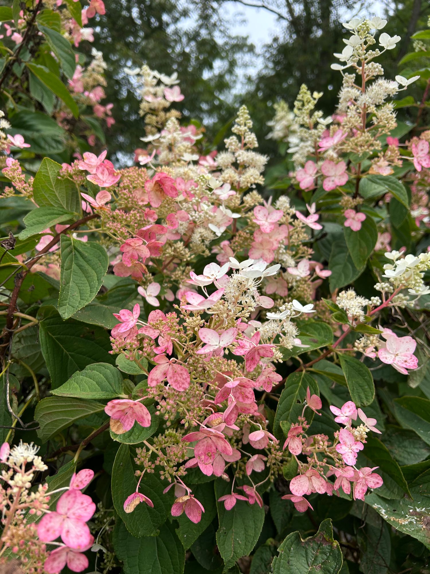 HYDRANGEA paniculata Tardiva