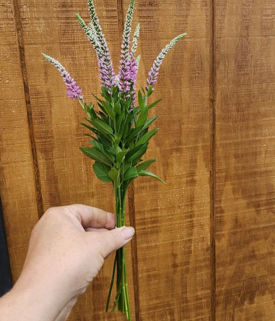 VERONICA longifolia Skyler
