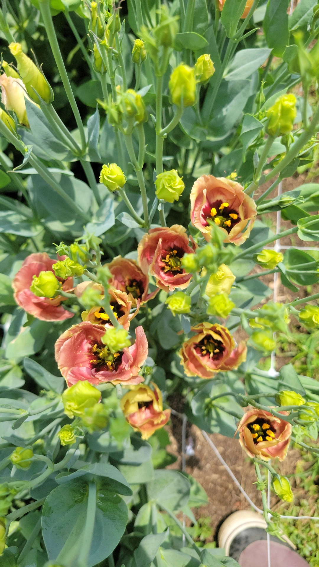 EUSTOMA grandiflorum Puccino Chocolate